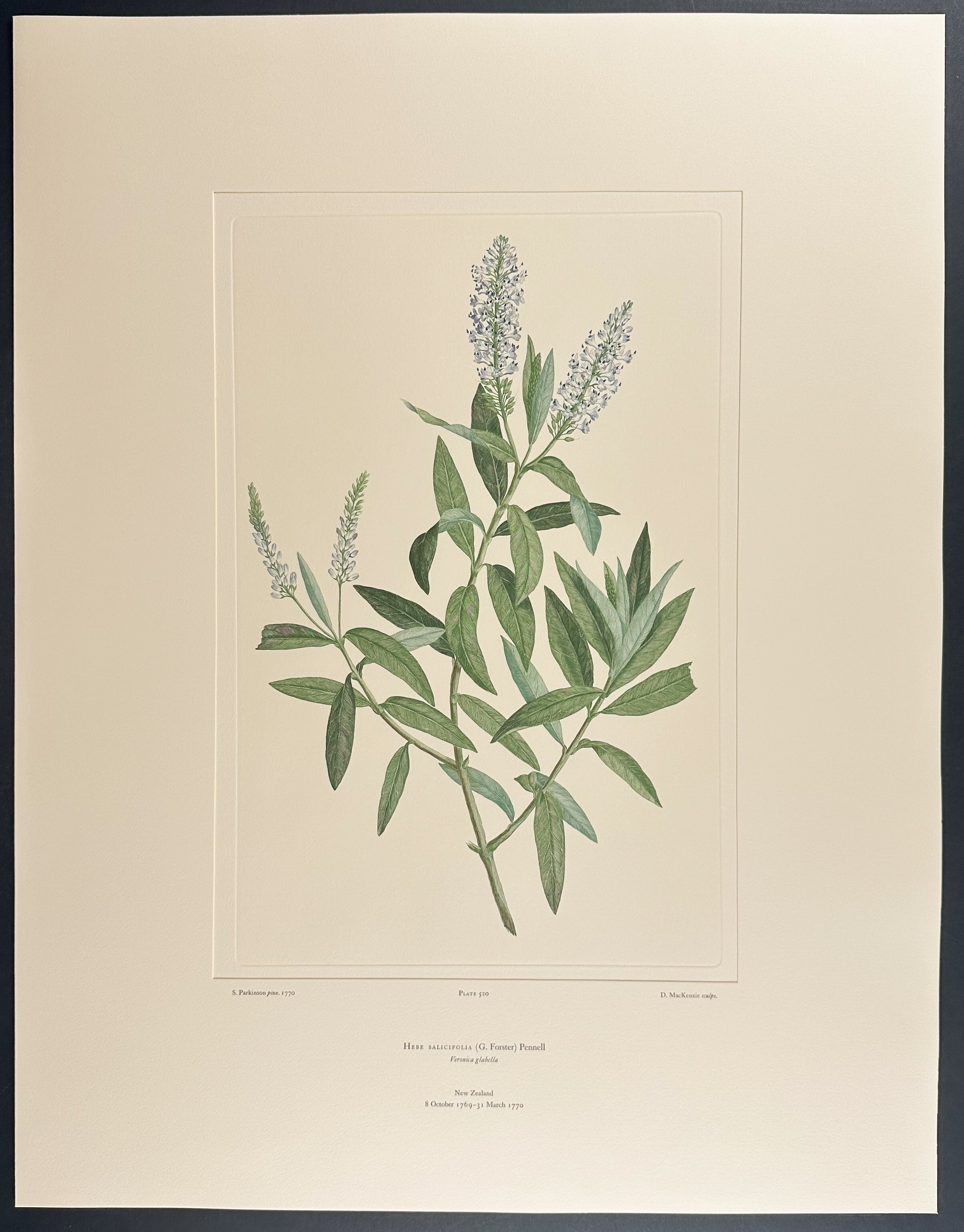 Koromiko, Willow-Leaved Hebe [Hebe salicifolia]