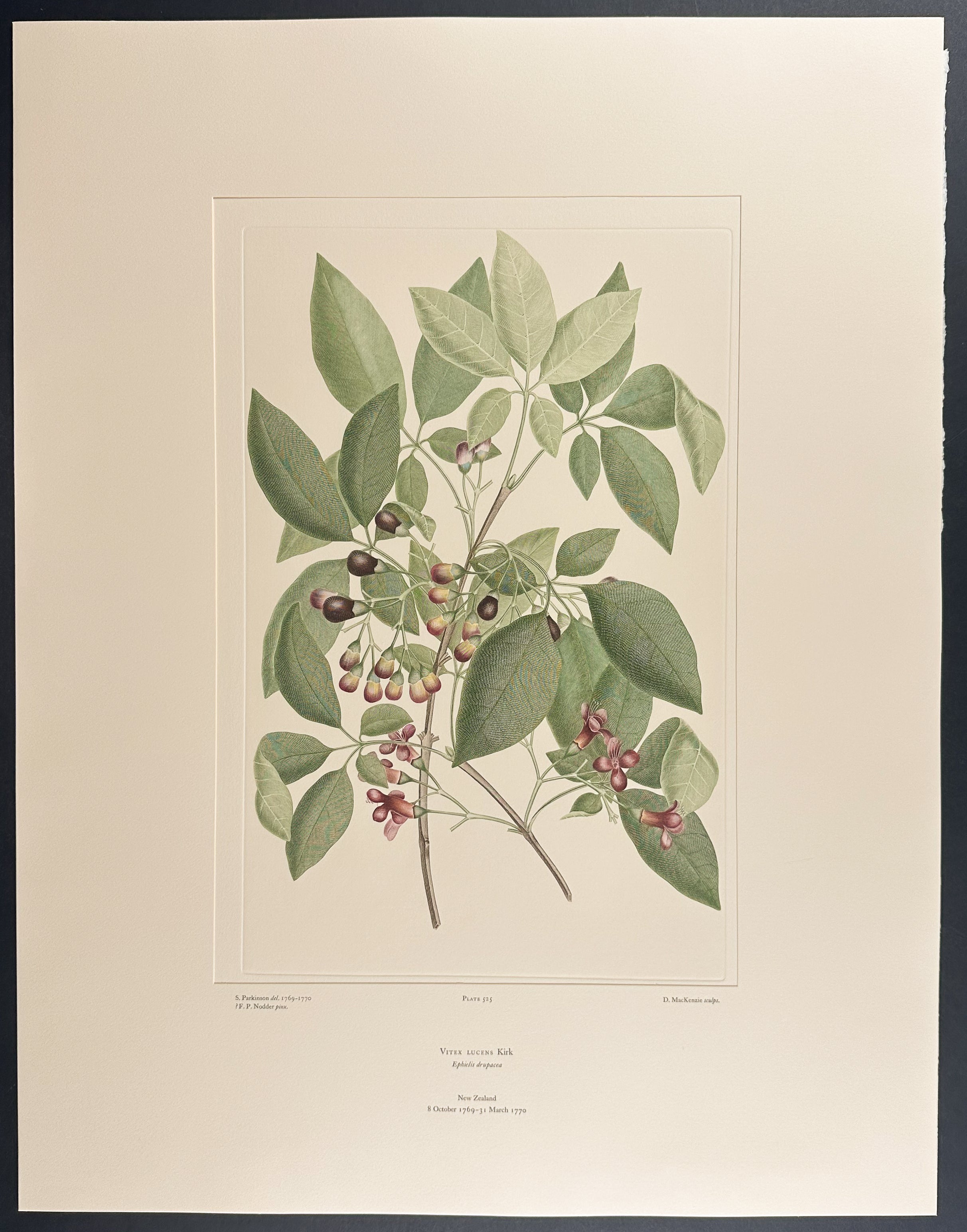 P?riri [Vitex lucens]