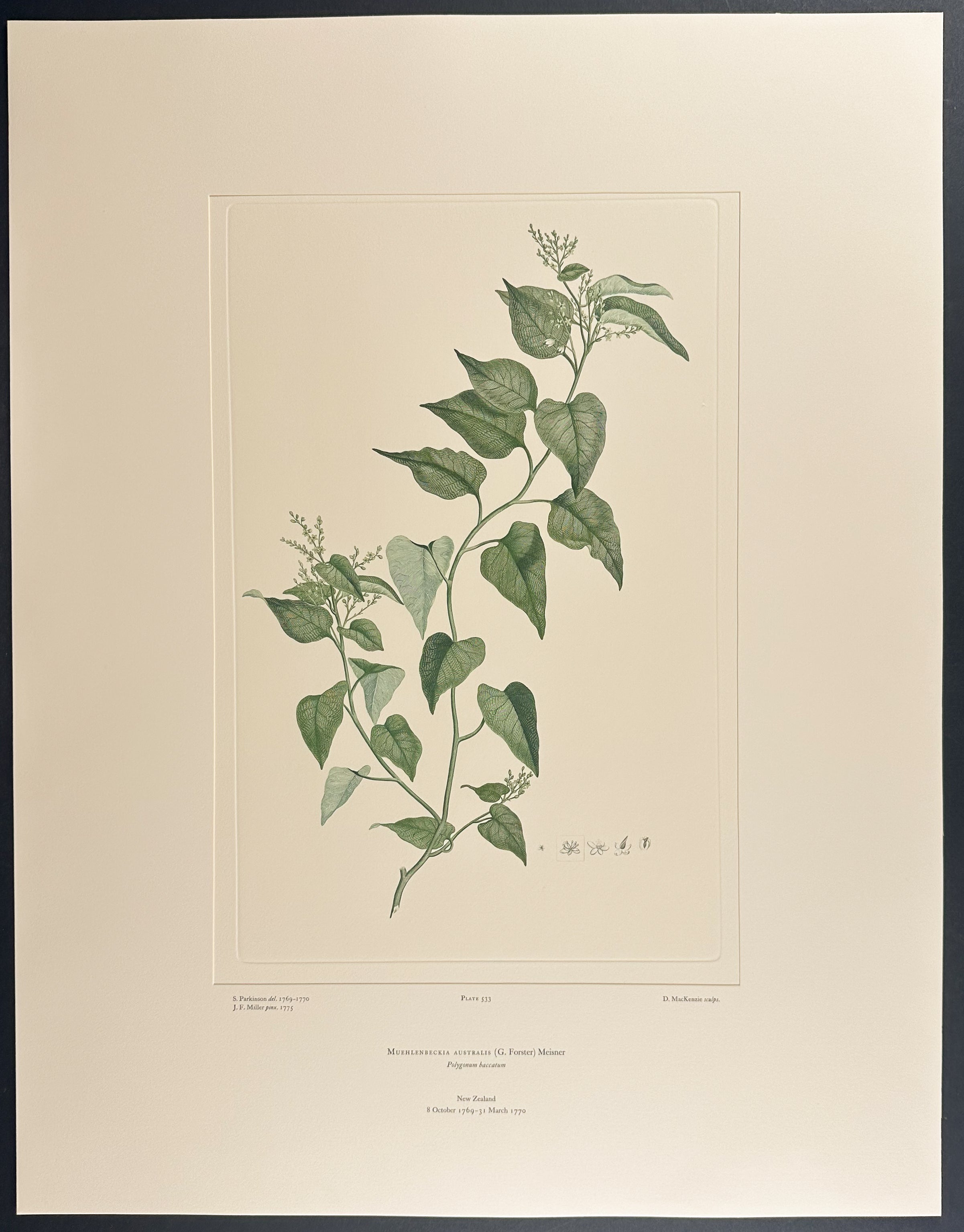 Large-Leaved Muehlenbeckia, Pohuehue [Muehlenbeckia australis]