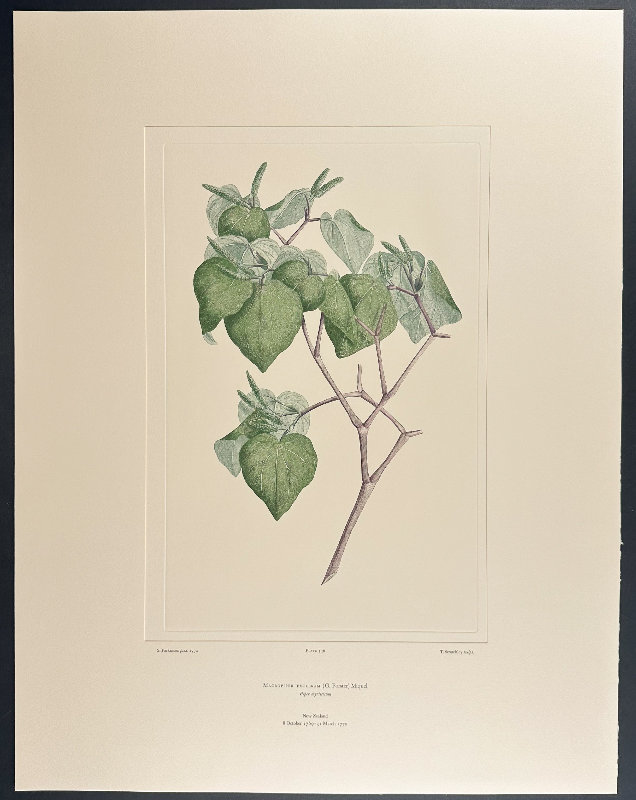 Kawakawa, Pepper Tree [Macropiper excelsum]