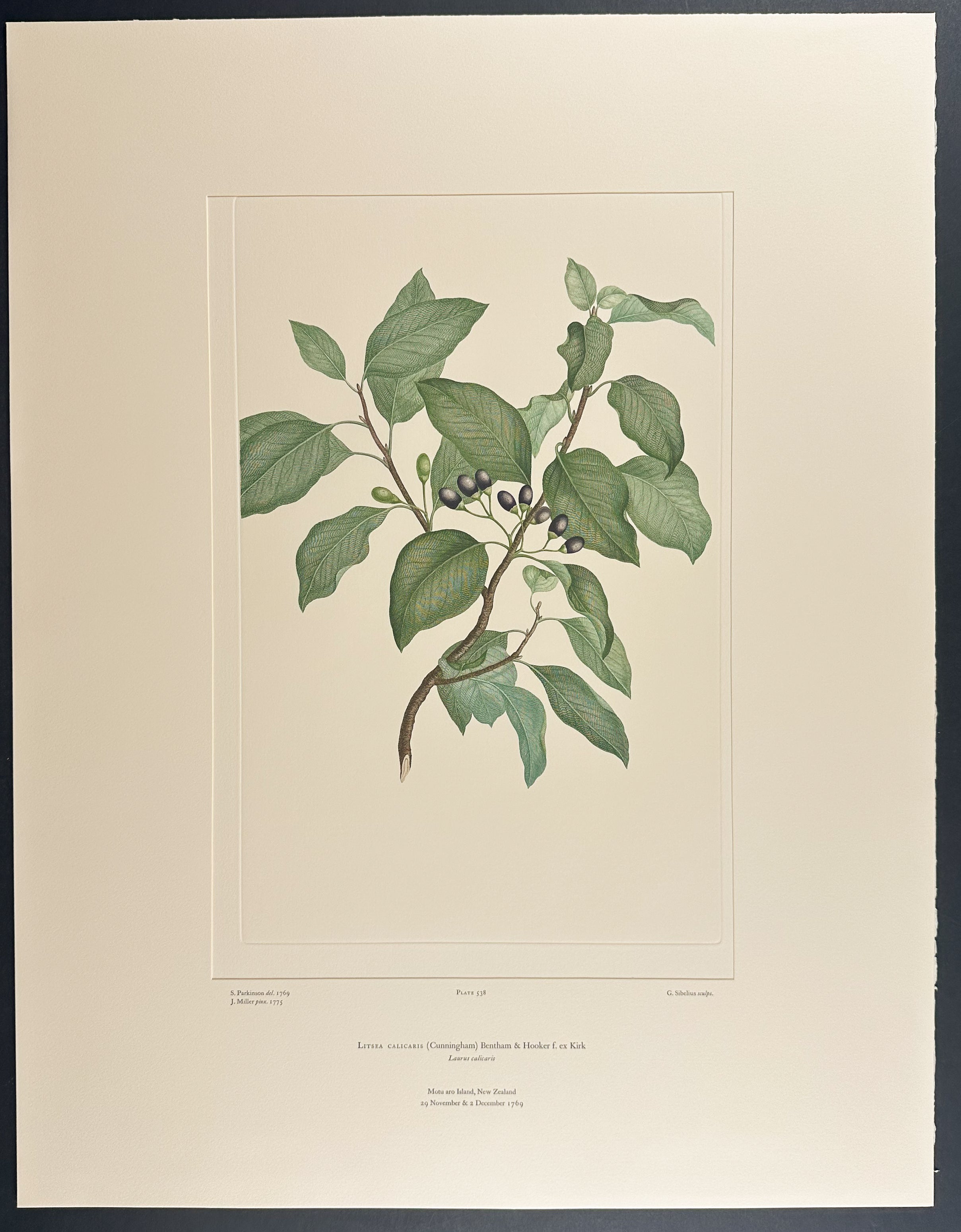 M?ngeao [Litsea calicaris]