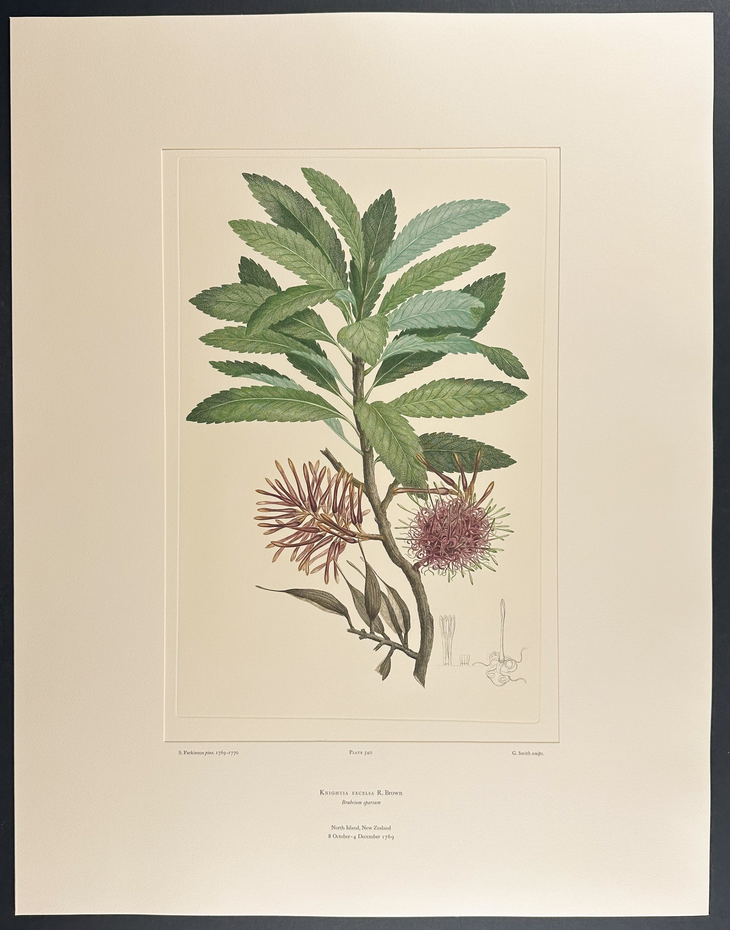 Rewarewa, New Zealand Honeysuckle [Knightia excelsa]