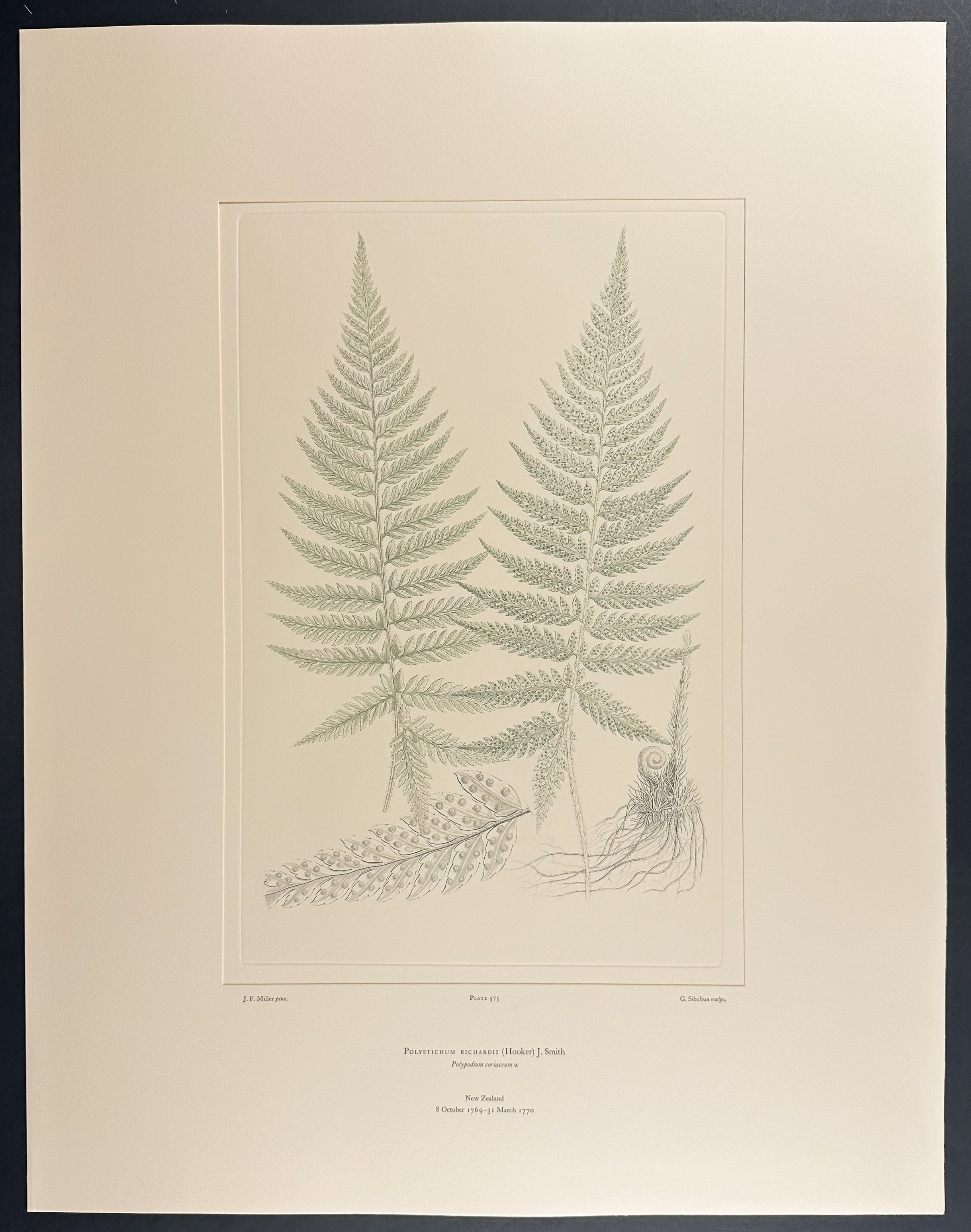New Zealand Ferns