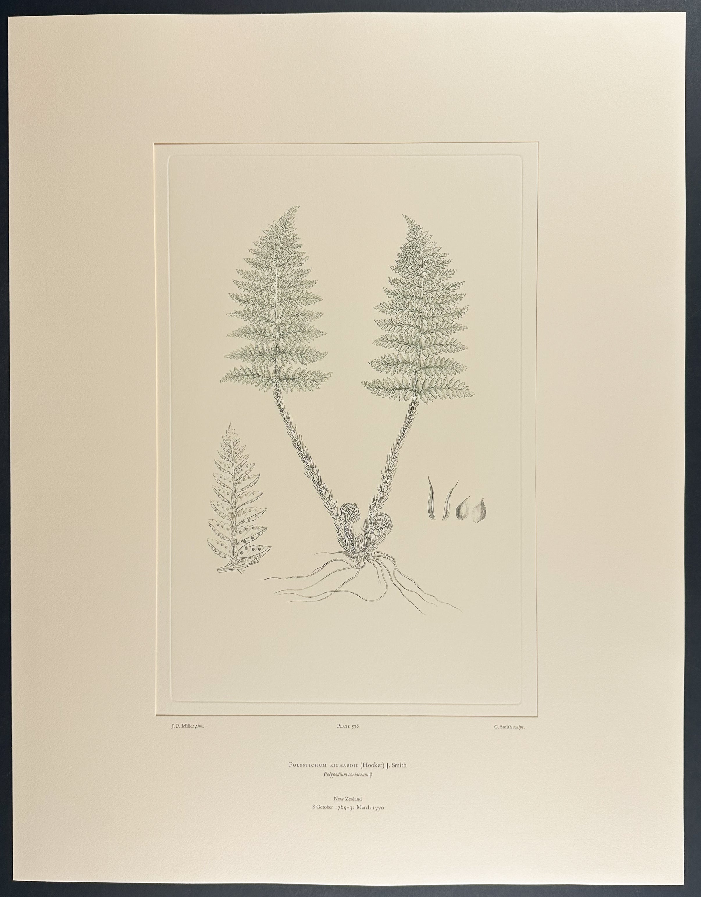 New Zealand Ferns