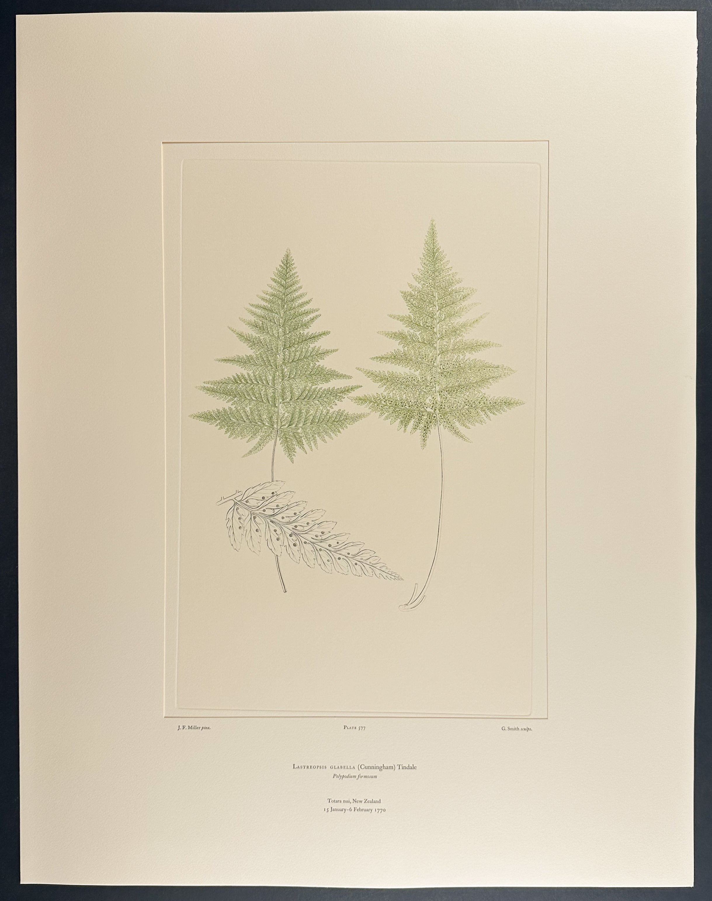 New Zealand Ferns