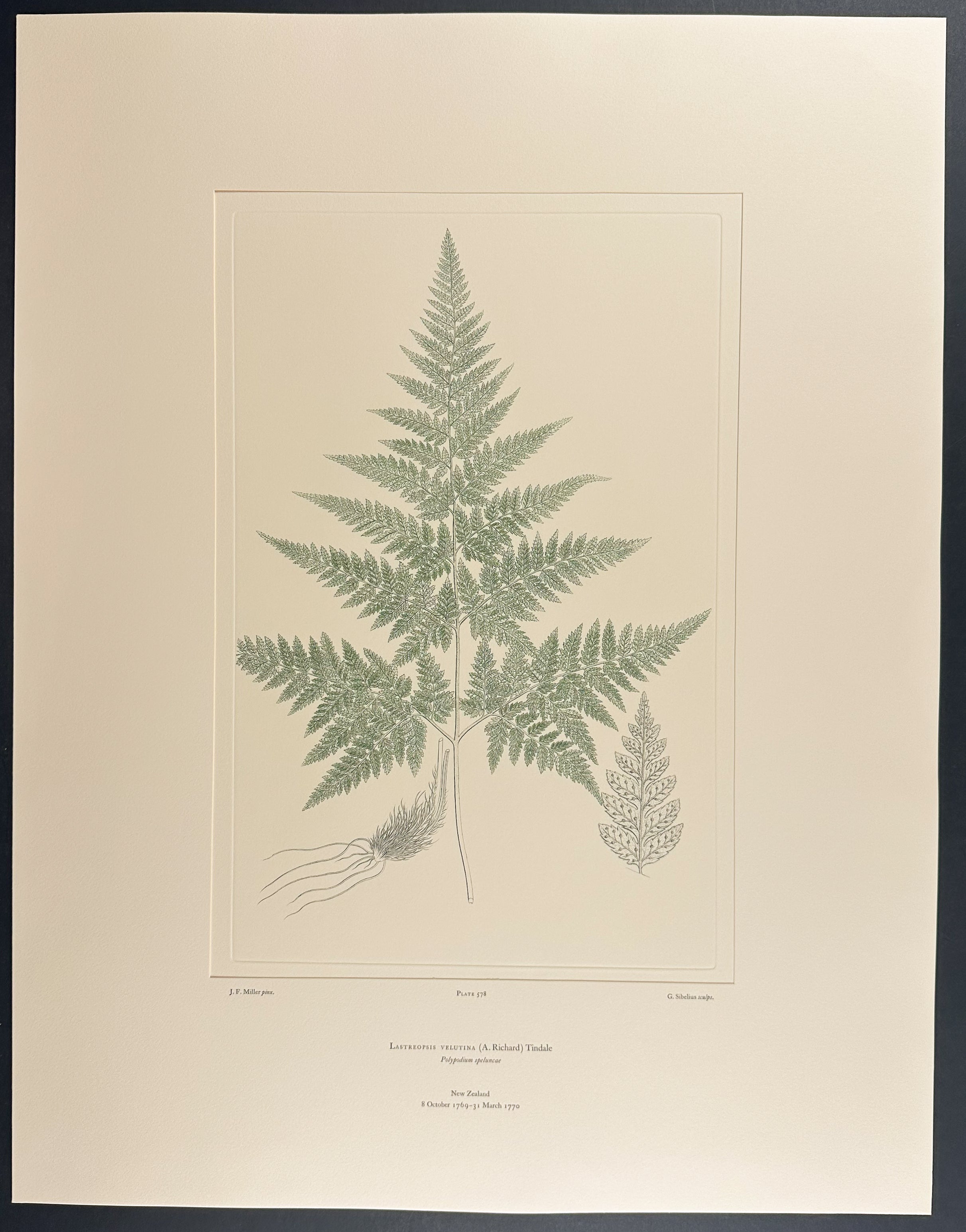 New Zealand Ferns