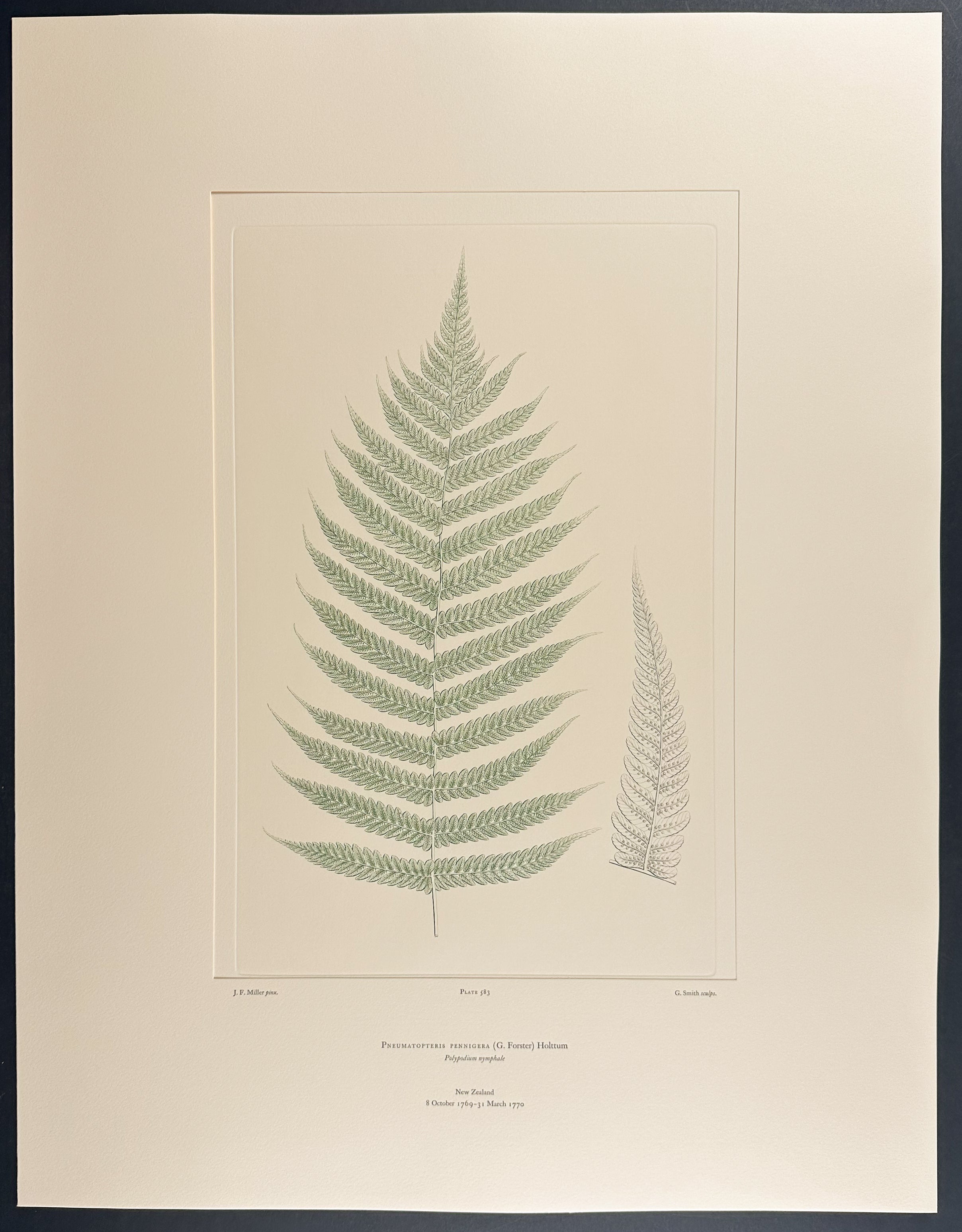 New Zealand Ferns