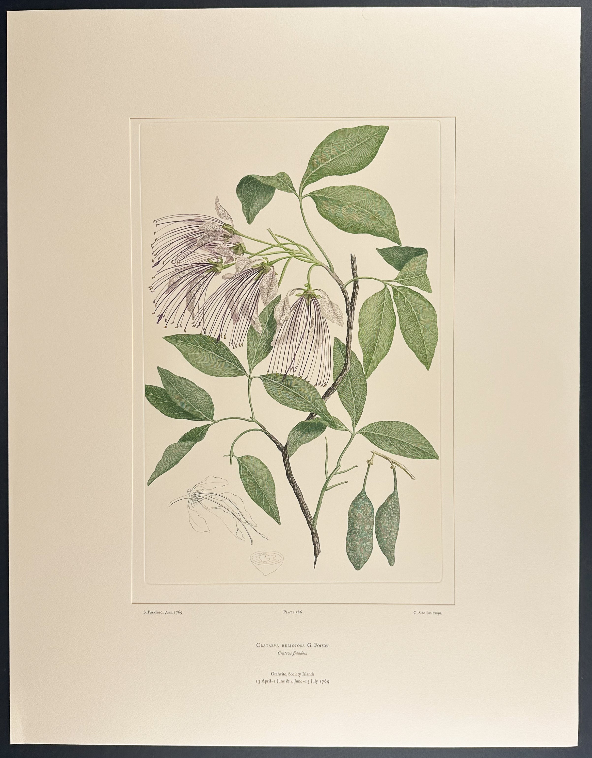 Sacred Garlic Pear [Crataeva religiosa]