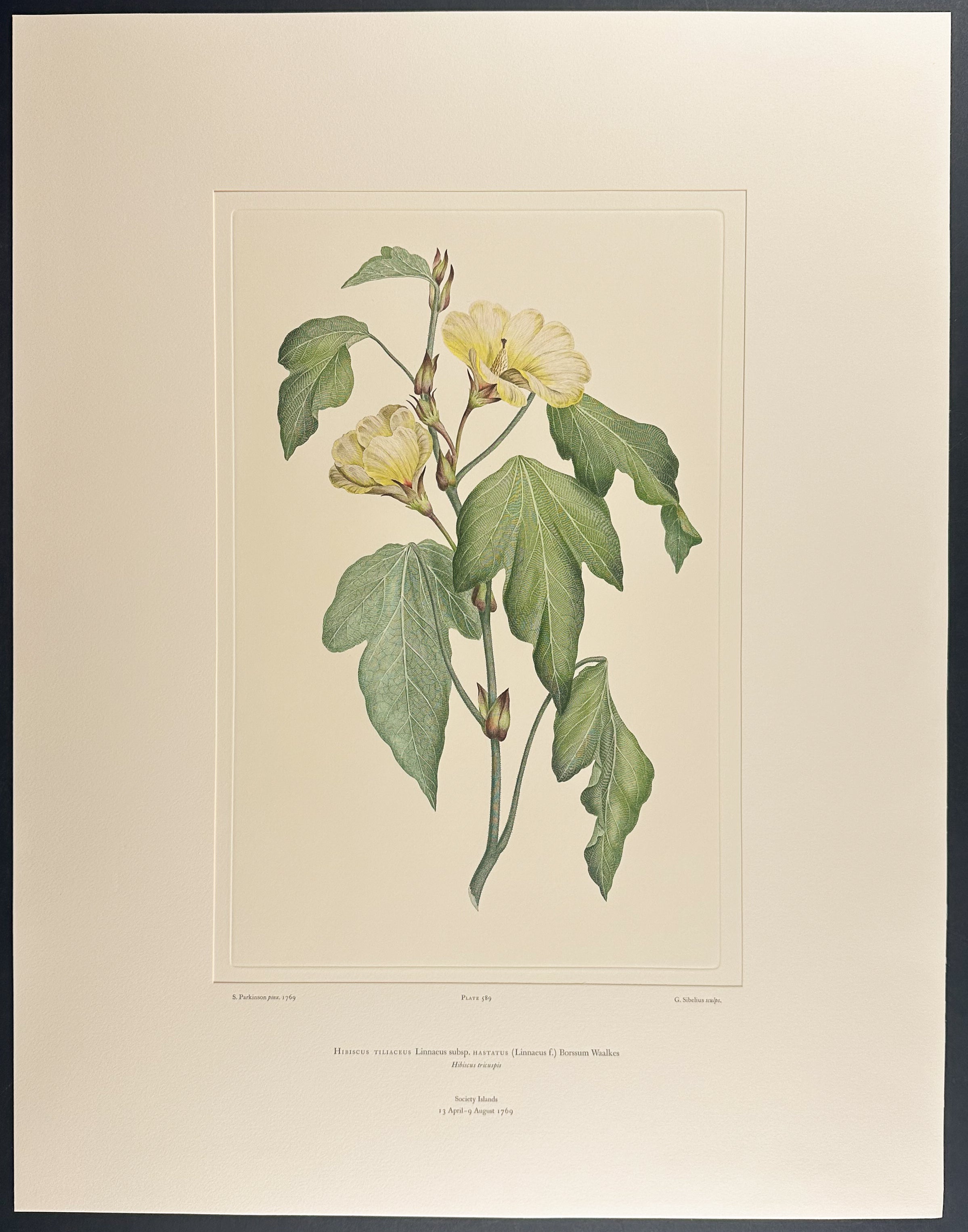 Sea Hibiscus, Cottonwood [Hibiscus tiliaceus]