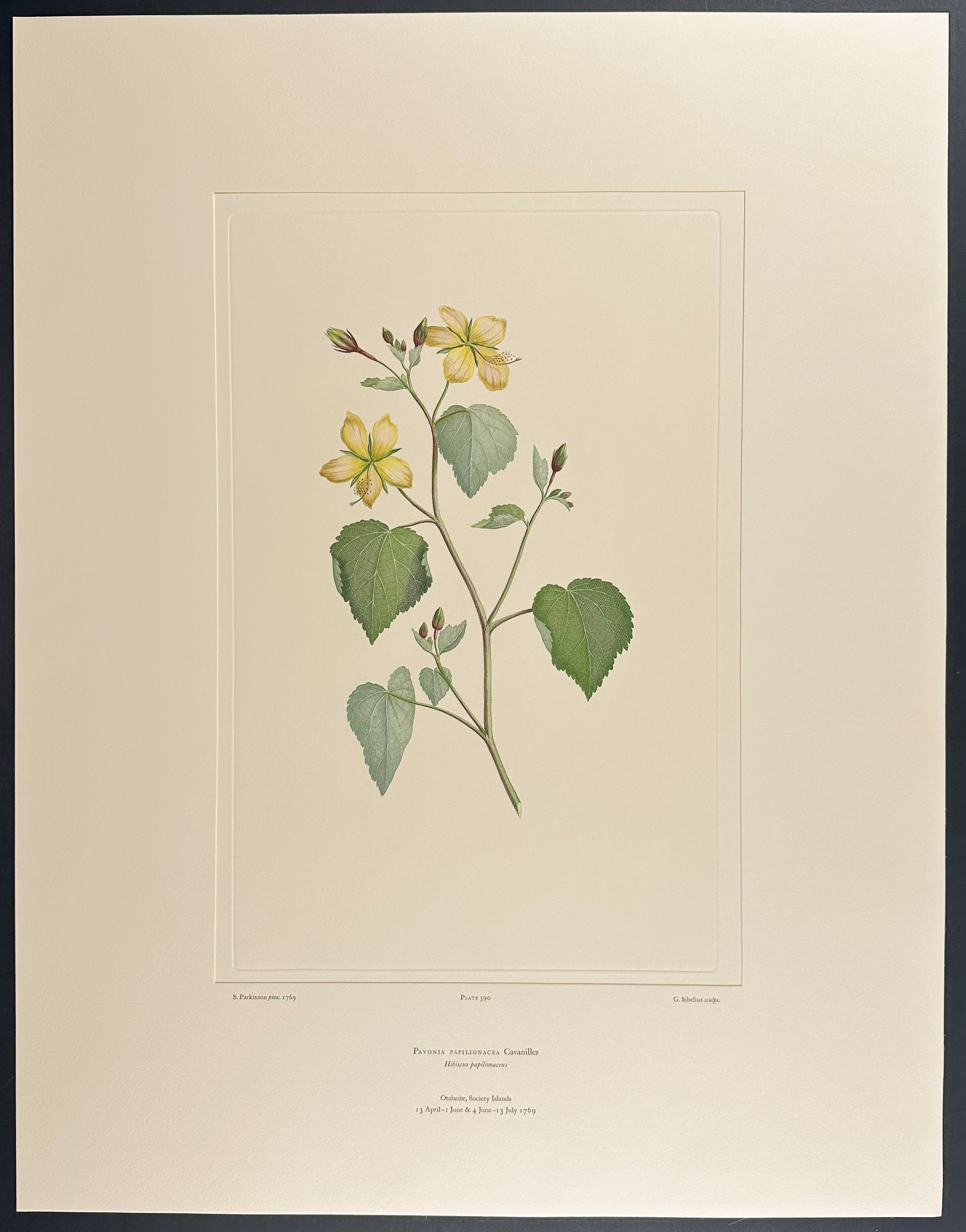 Swamp Pavonia [Pavonia papilionacea]