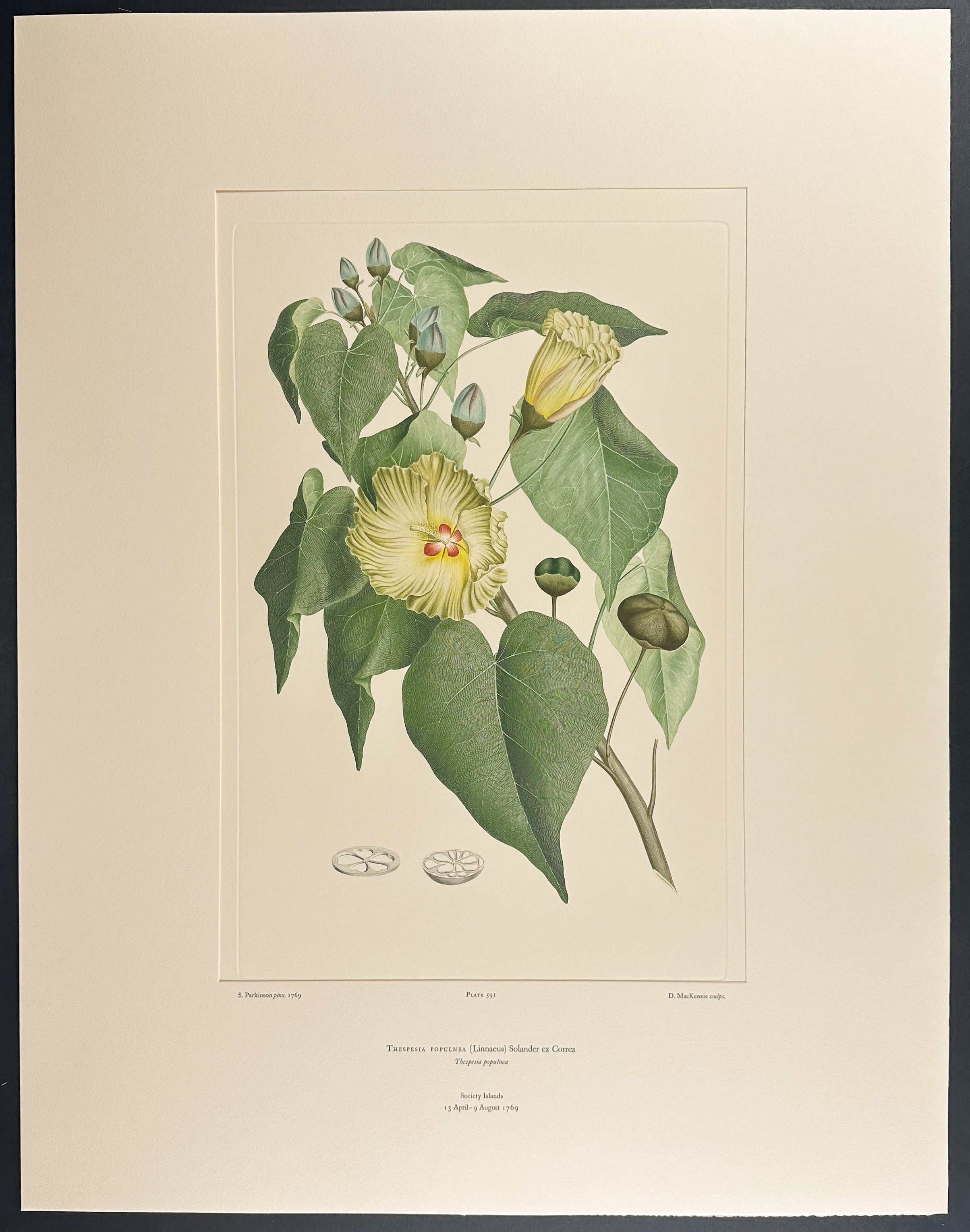 Pacific Rosewood, Portia Tree [Thespesia populnea]