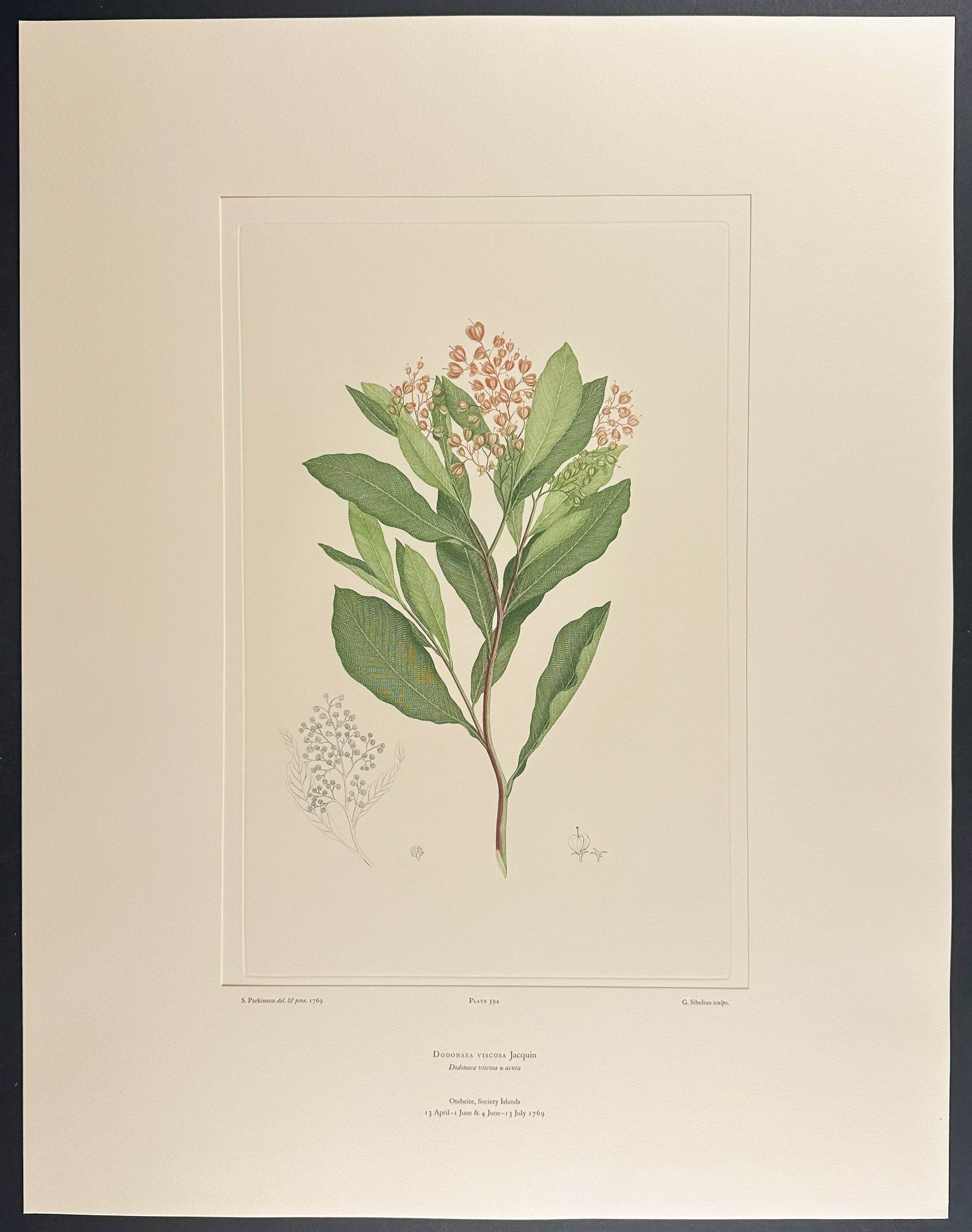 Hop Bush, Sticky Hop Bush [Dodonaea viscosa]
