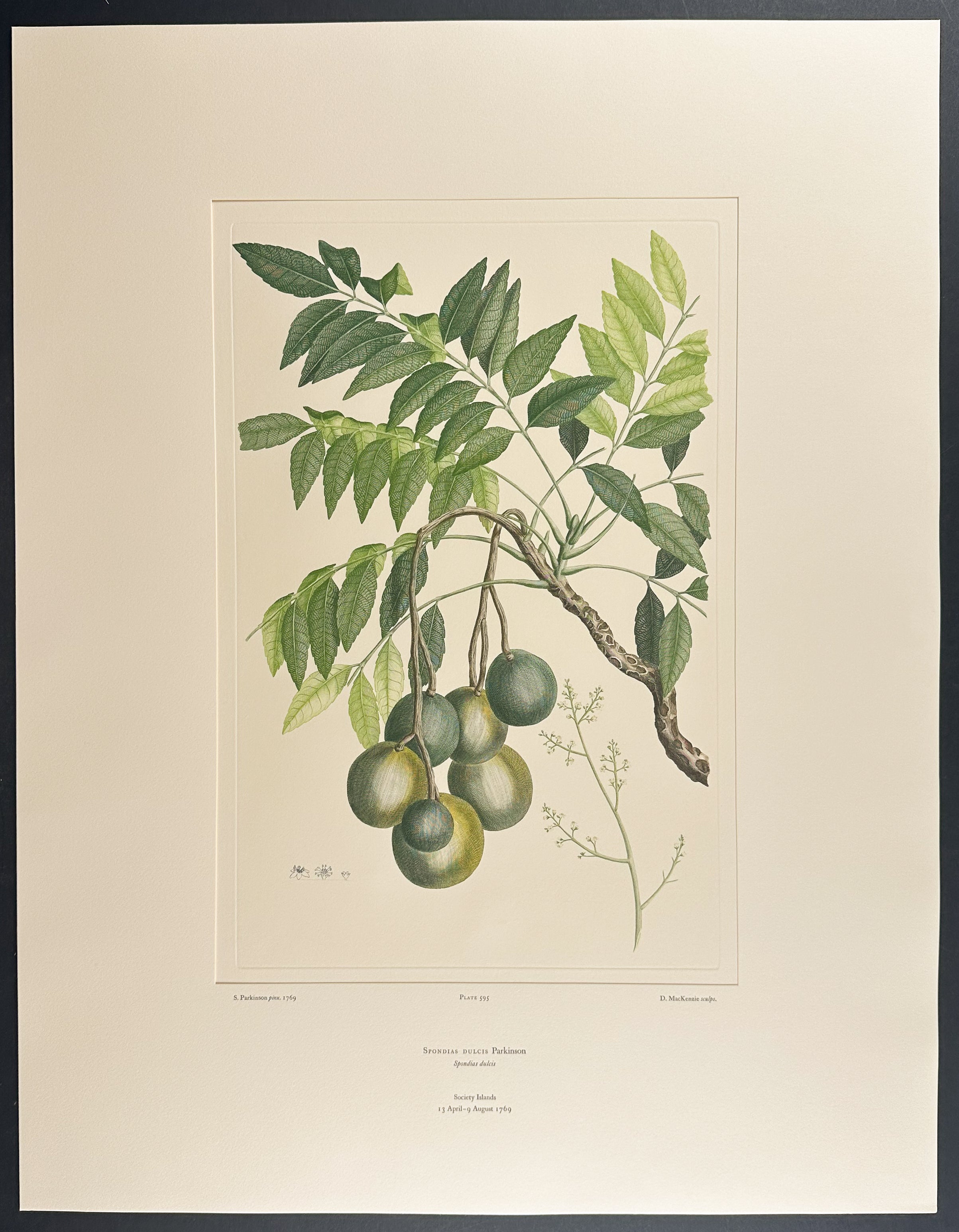 Golden Apple, Ambarella [Spondias dulcis]