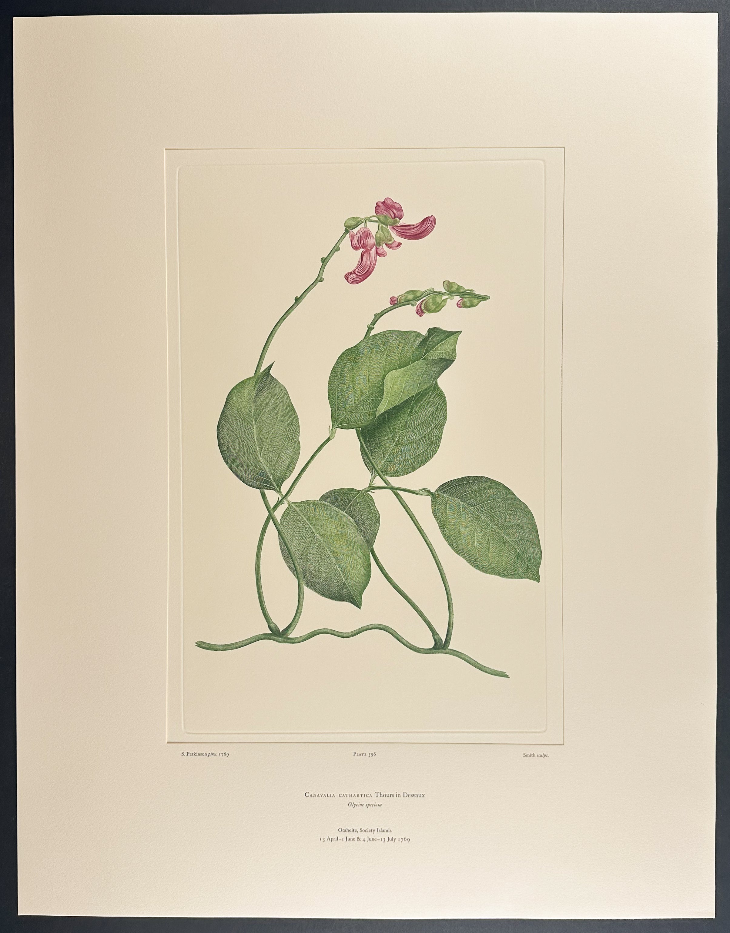 Maunaloa, Wild Jack Bean [Canavalia cathartica]