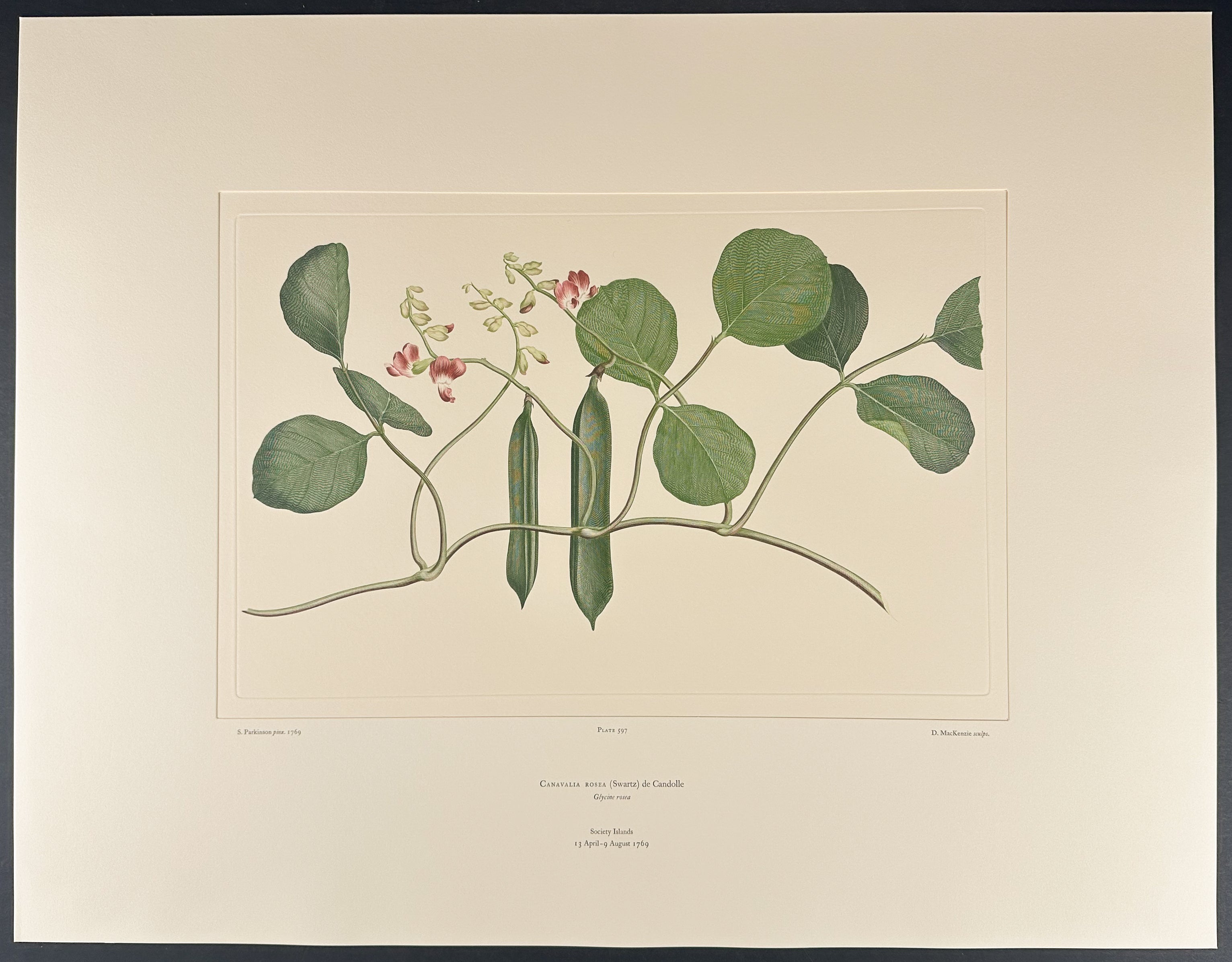 Beach Bean, Seaside Jack Bean [Canavalia rosea]