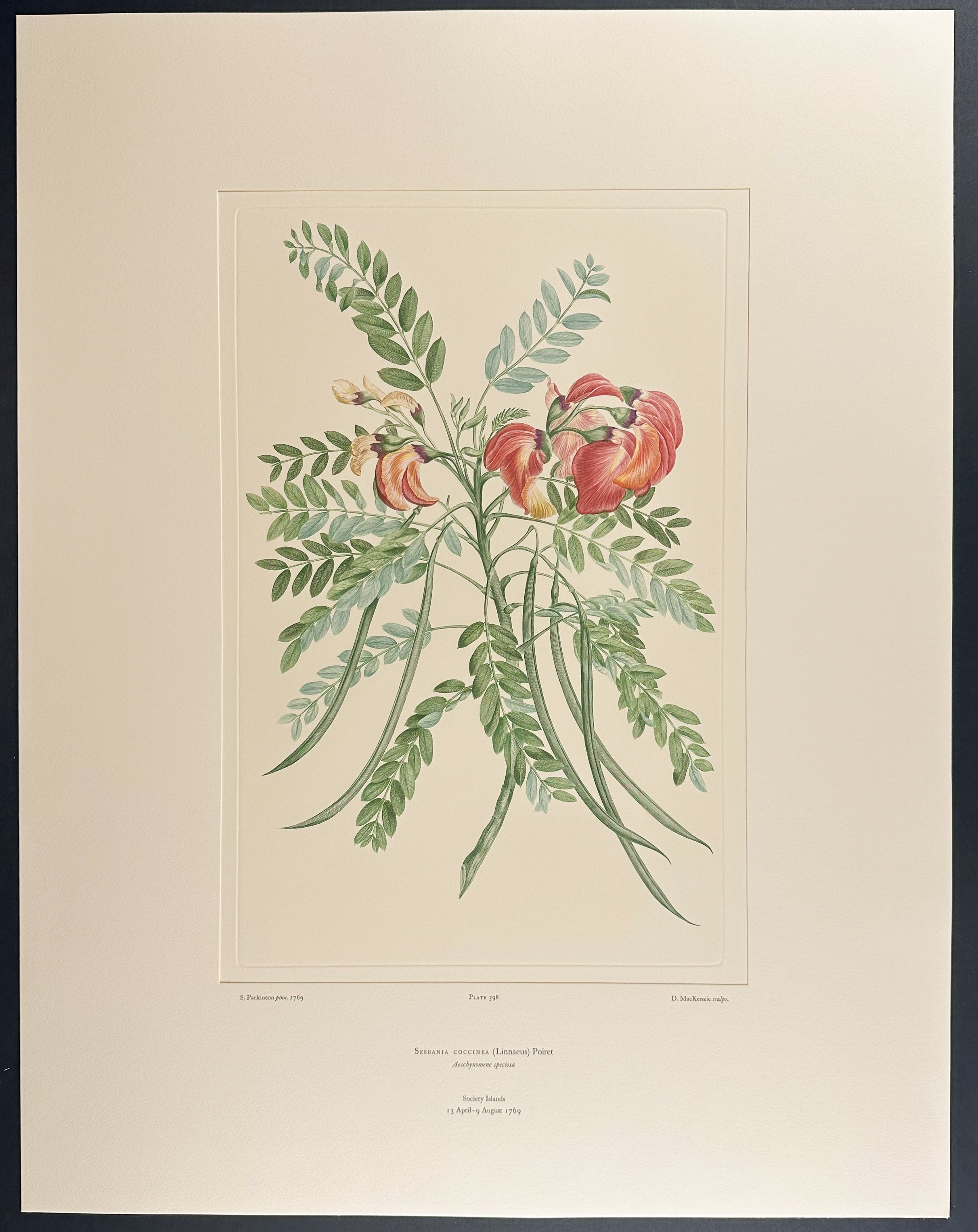 Red Sesbania [Sesbania coccinea]