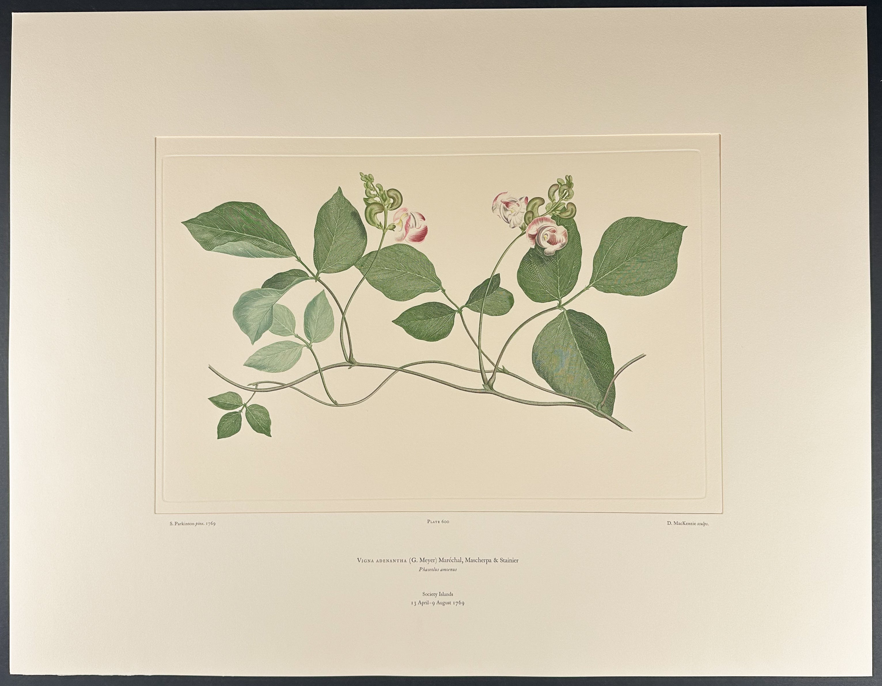 Scented-Petal Vigna [Vigna adenantha]