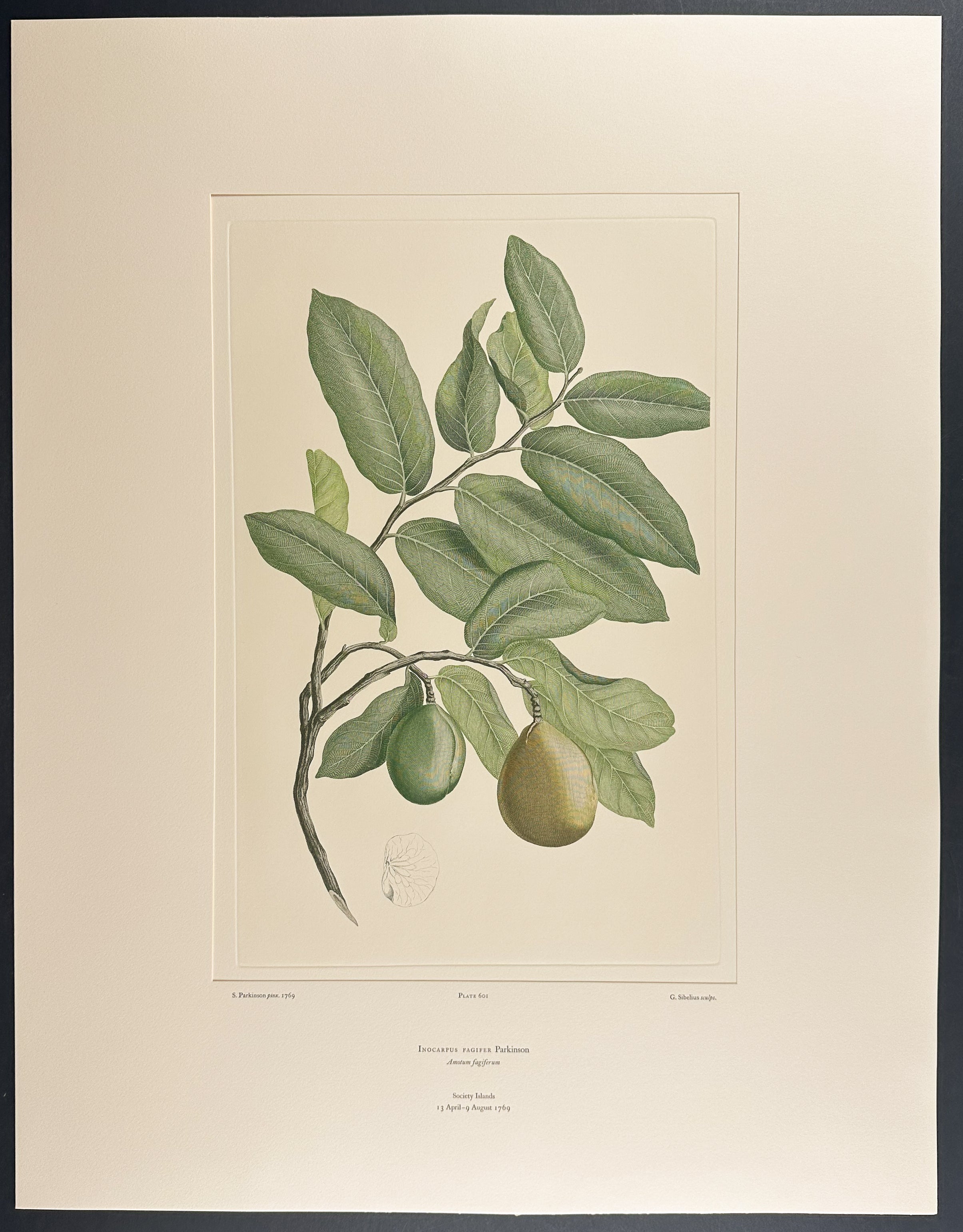 Tahitian Chestnut, Polynesian Chestnut [Inocarpus fagifer]