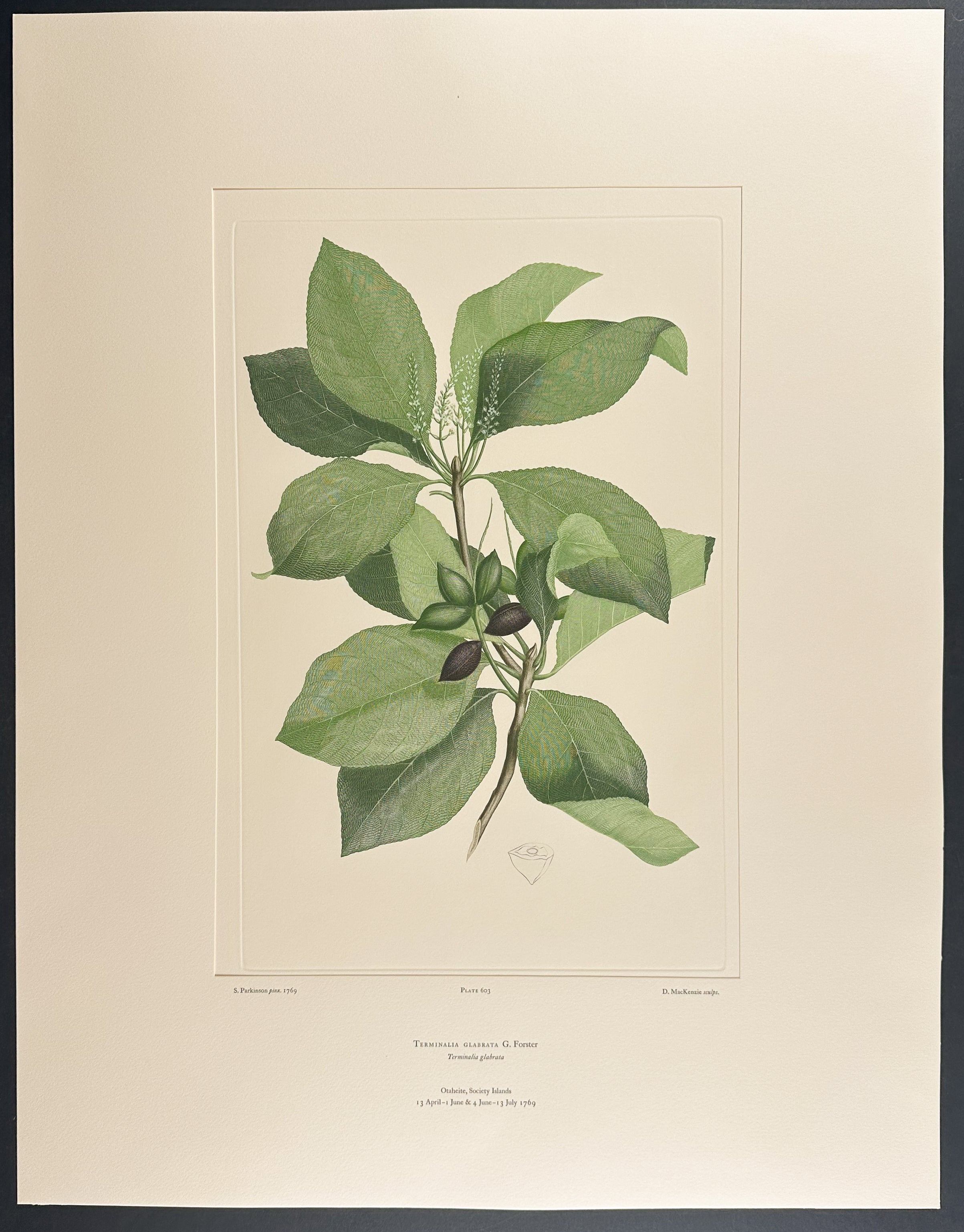 Brown Terminalia, Beach Almond [Terminalia glabarta]