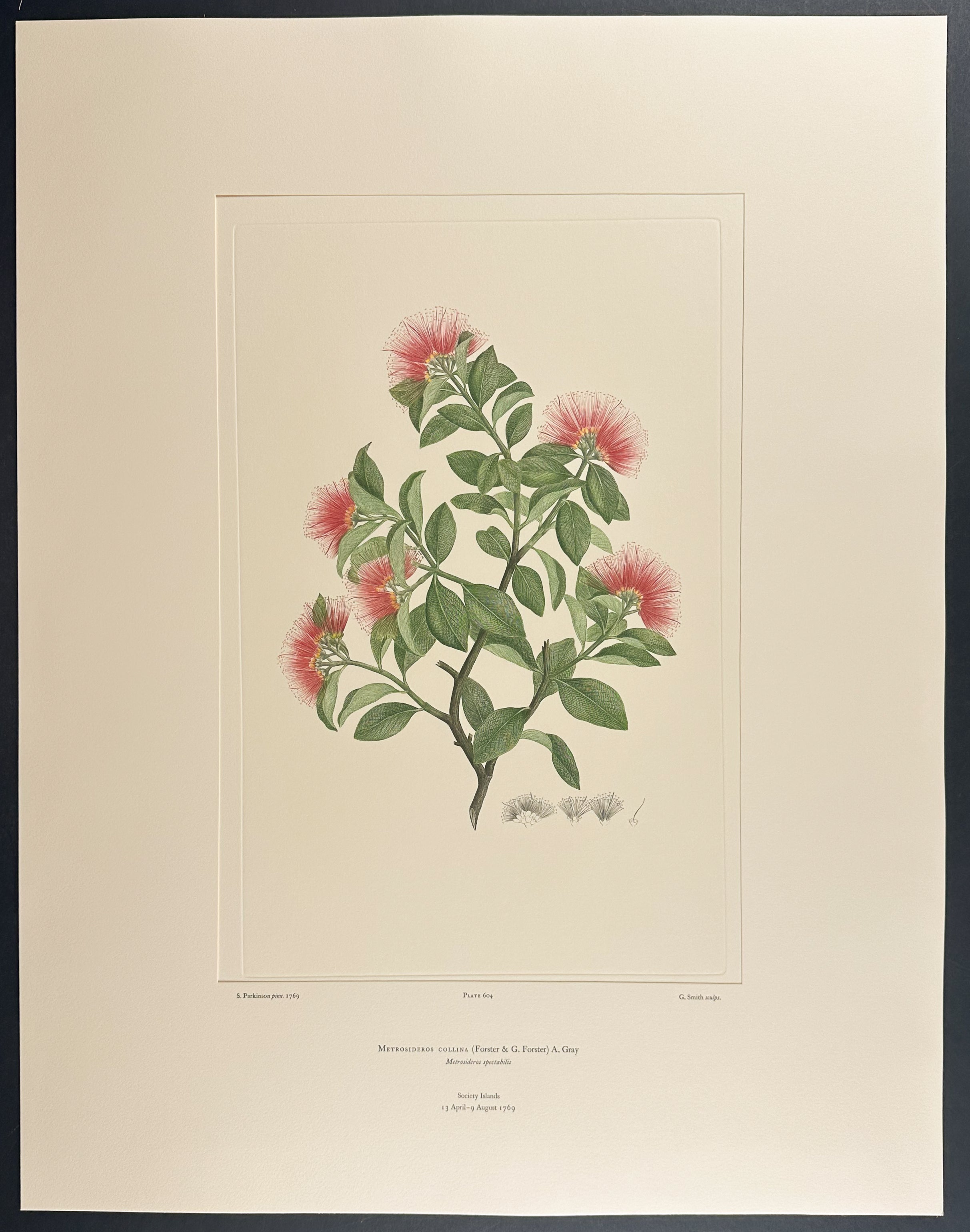 Ohia Lehua (Pacific Island Rata) [Metrosideros collina]