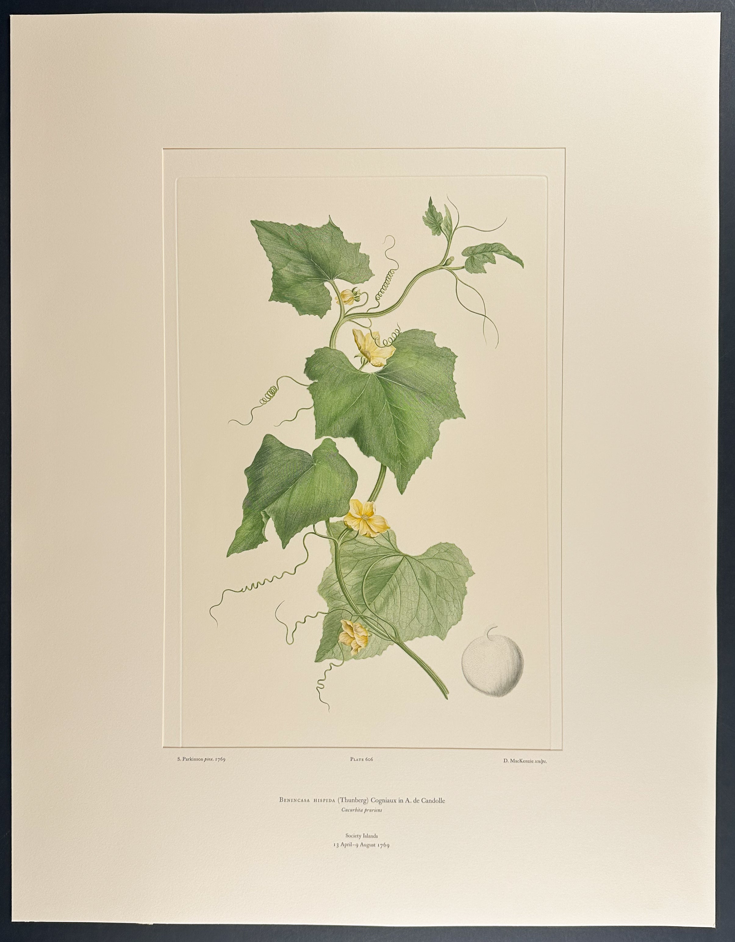 Wax Gourd, Ash Gourd, Winter Melon [Benincasa hispida]