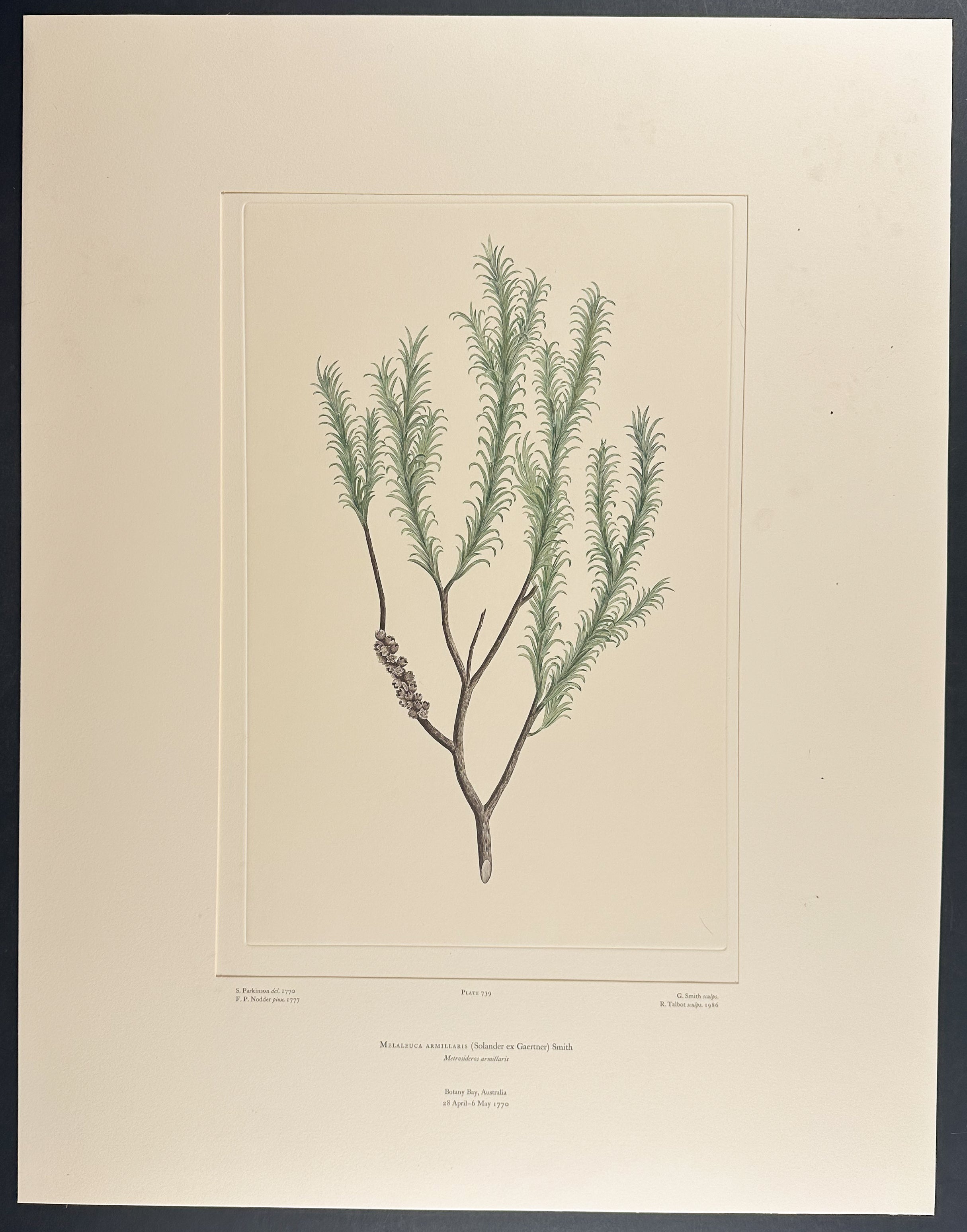 Bracelet Honey-Myrtle [Melaleuca armillaris]