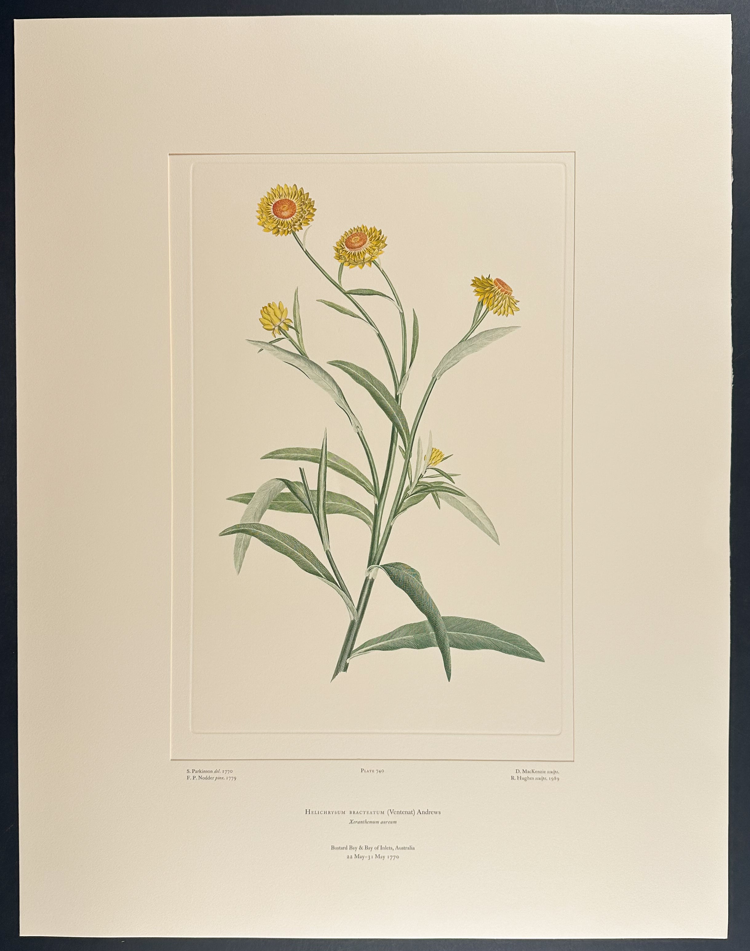 Golden Everlasting [Helichrysum bracteatum]