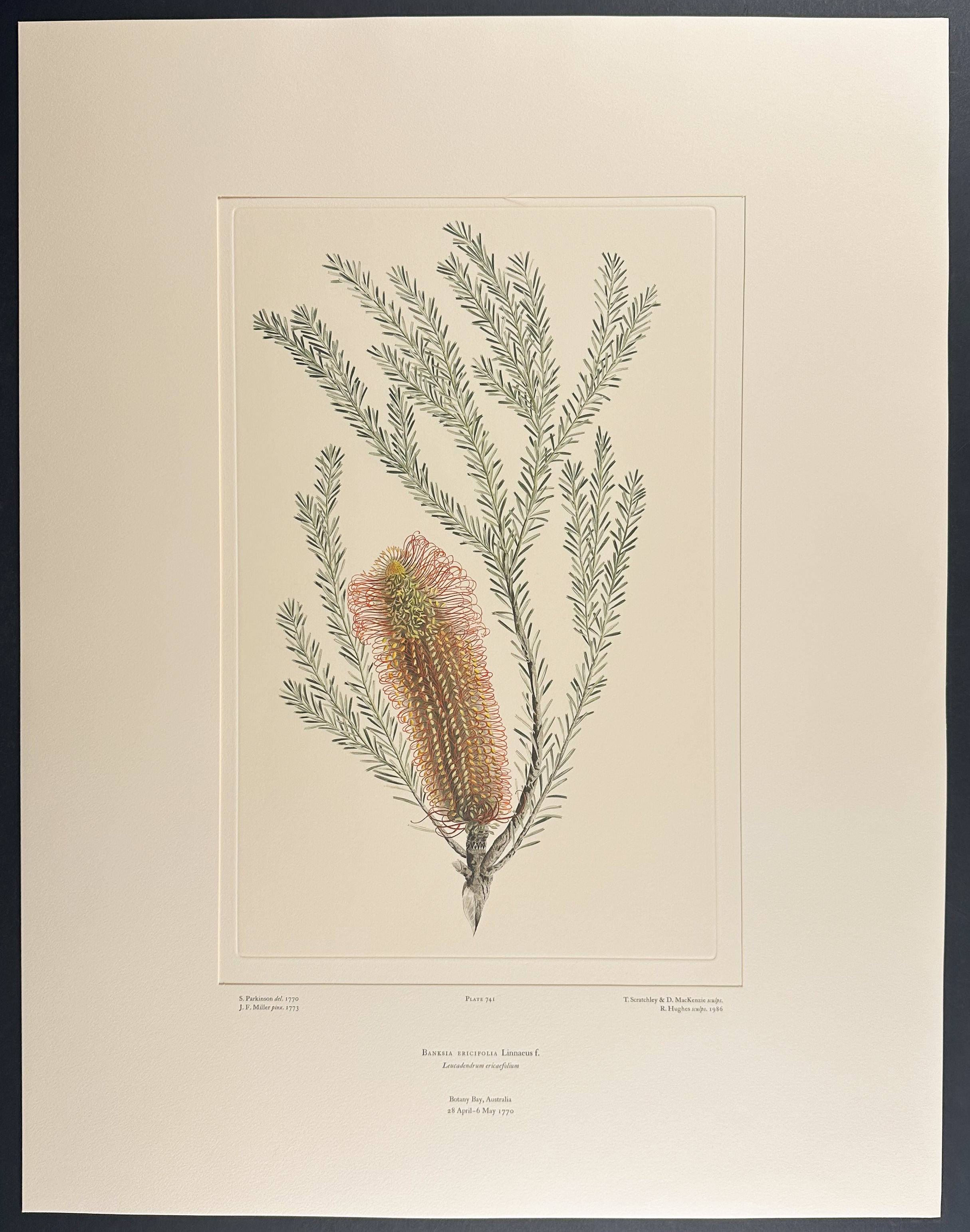 Heath-Leaved Banksia [Banksia ericifolia]