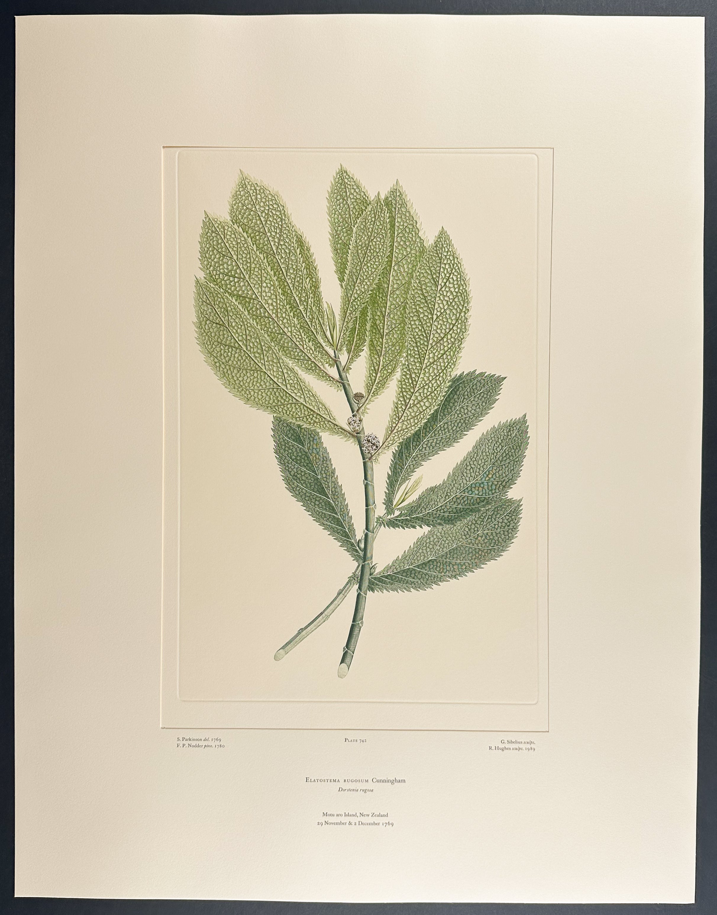 Parataniwha [Elatostema rugosum]