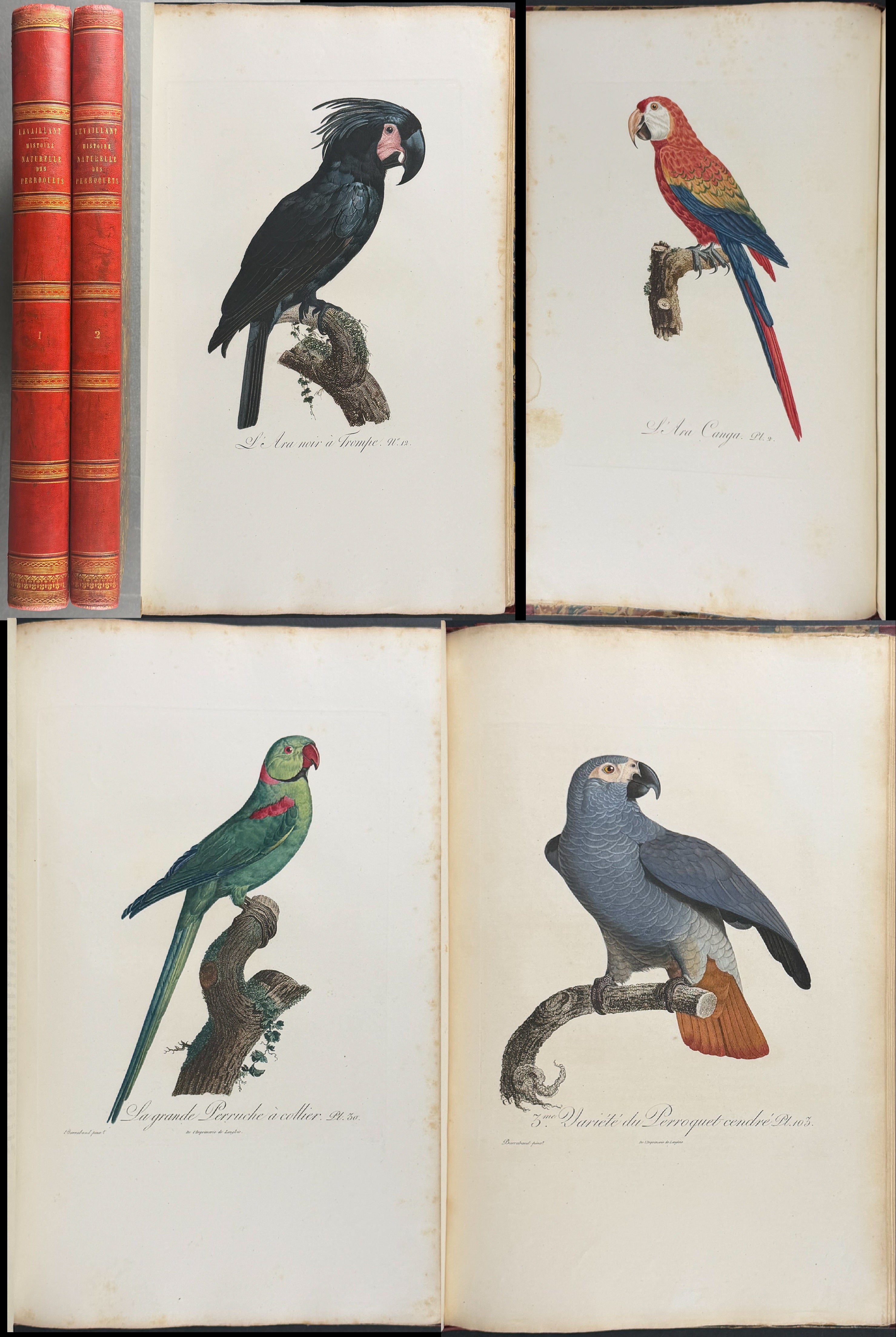 Barraband & Levaillant's Histoire Naturelle des Perroquets - Two Volume with 145 Stipple Engravings