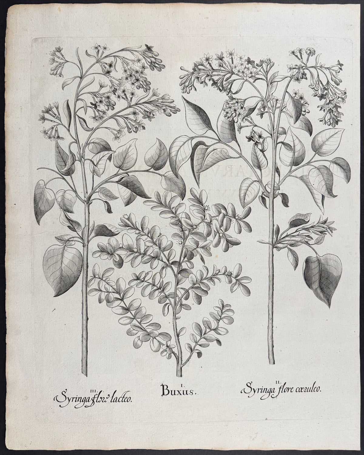 Lilac [Syringa]; Boxwood [Buxus]