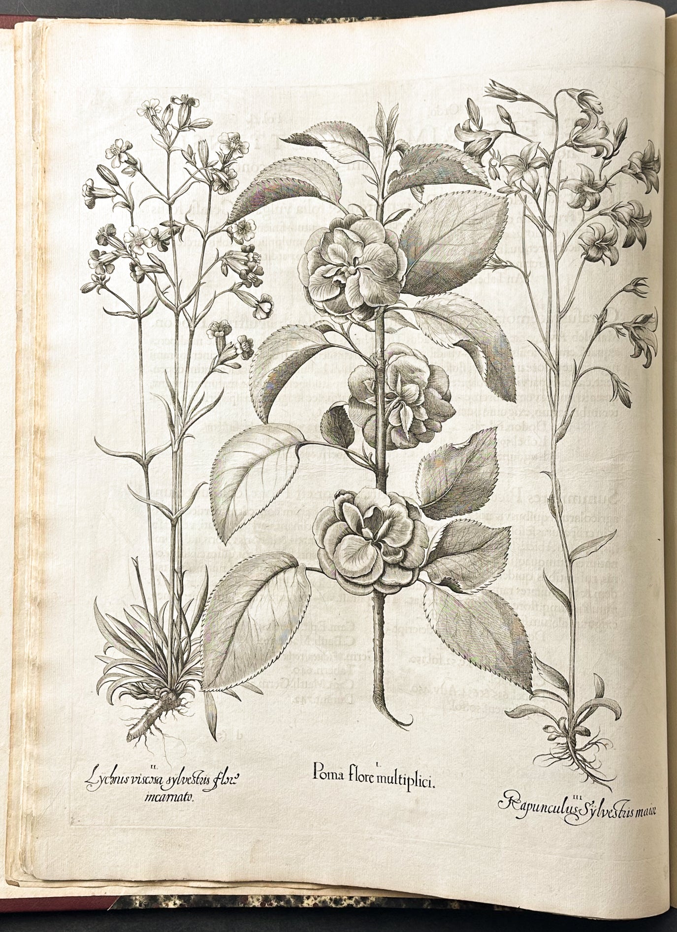 Hortus Eystettensis