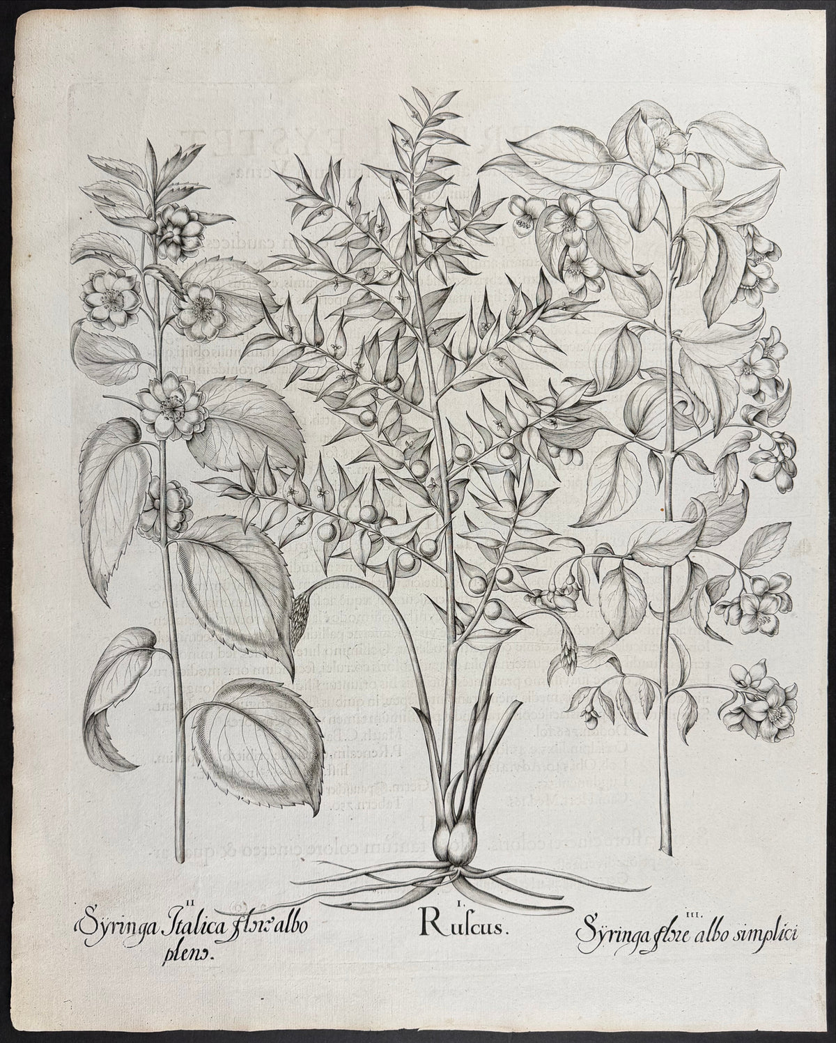 Butcher's Broom [Ruscus]; Lilac [Syringa]