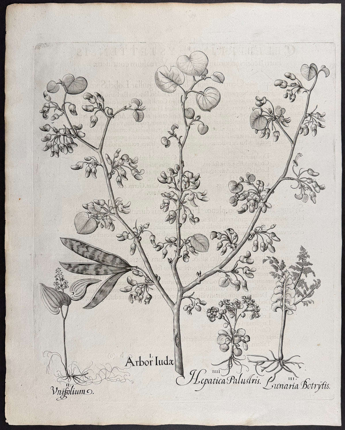 Judas Tree [Arbor Judae]; Marsh Liverleaf [Hepatica Palustris]; Honesty [Lunaria]; May Lily [Unifolium]