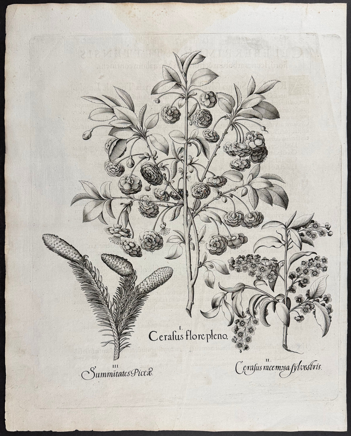 Cherry Blossom [Cerasus flore]; Spruce Tops [Summitates Piceae]; Bird Cherry [Cerasus racemosa]
