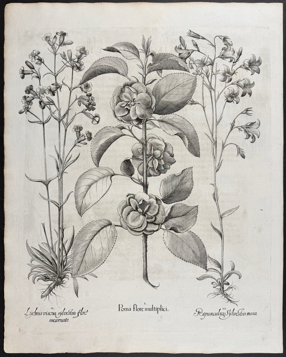 Apple Blossom [Poma flore]; Sticky Catchfly [Lychnis viscosa]; Rampion [Rapunculus]