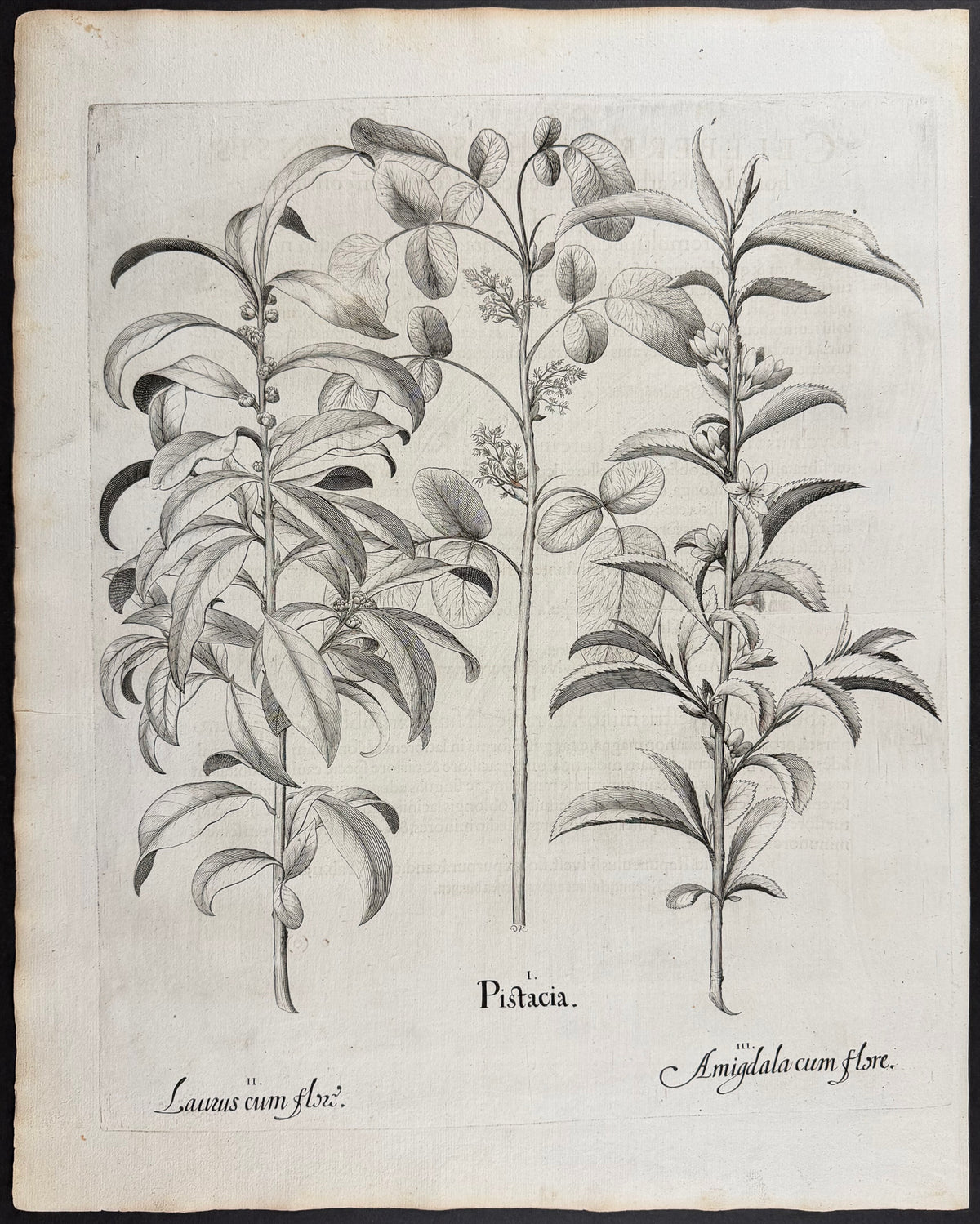 Pistachio [Pistacia]; Laurel [Laurus]; Almond [Amigdala]
