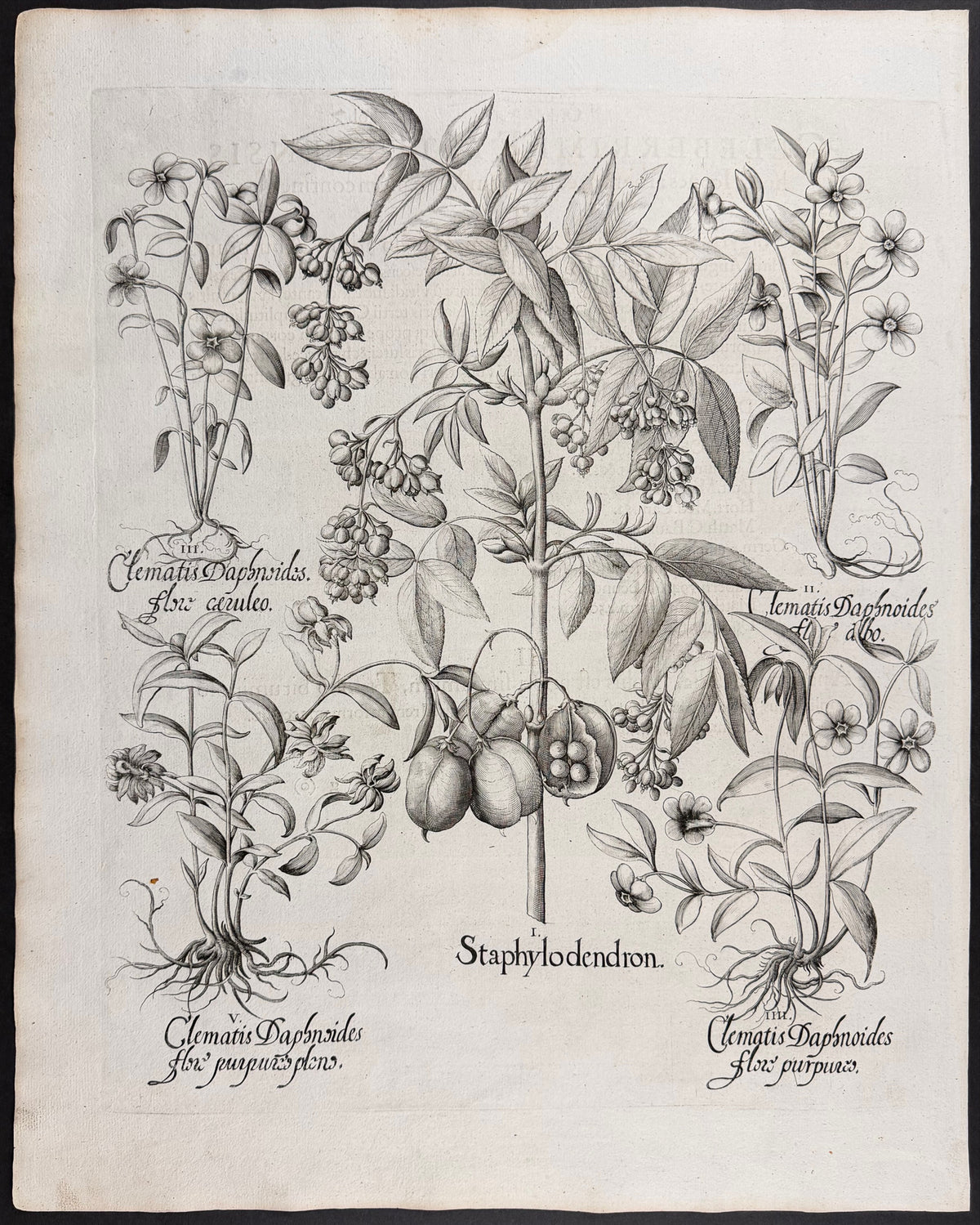 Clematis [Clematis]; Bladdernut [Staphylodendron]
