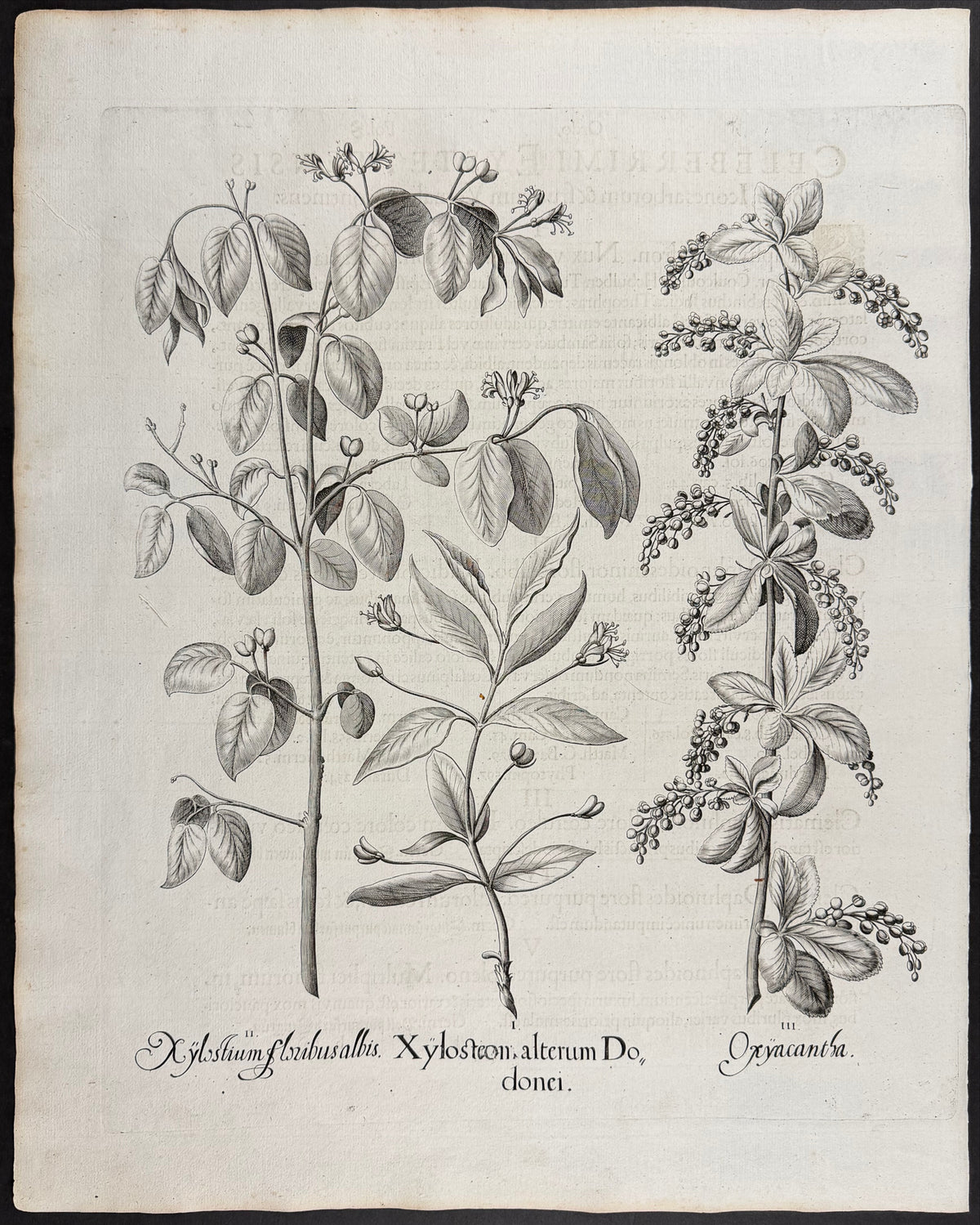 Fly Honeysuckle [Xylostium]; Fly Honeysuckle [Xylosteon]; Hawthorn [Oxycantha]