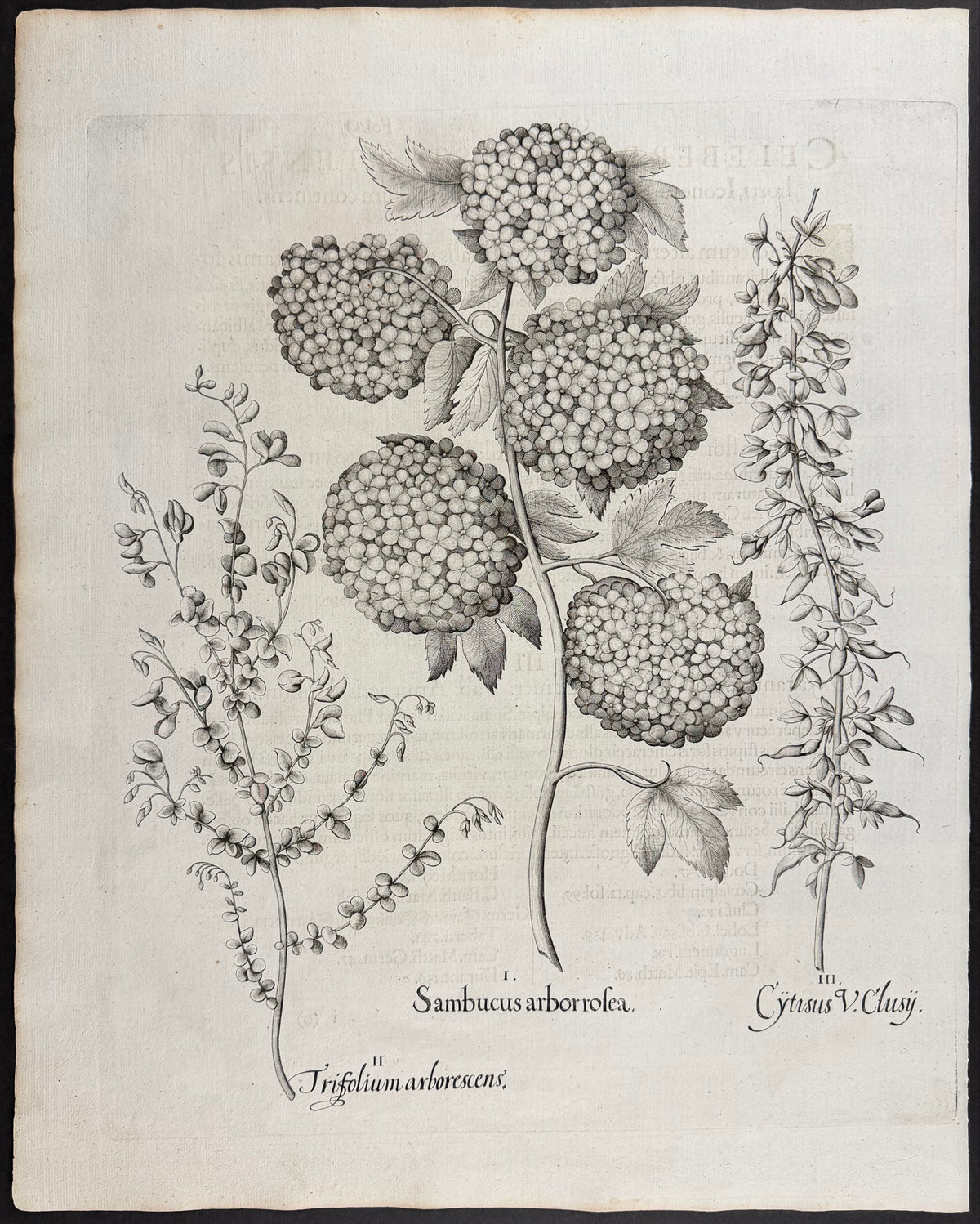 Guelder Rose [Sambucus arbor rosea]; Tree Clover [Trifolium arborescens]; Broom / Cytisus [Cytisus]