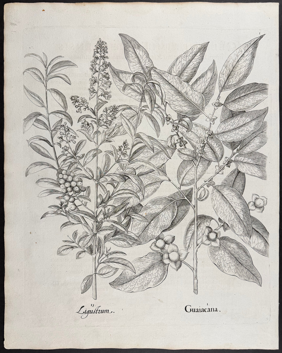 Privet [Ligustrum]; Date Plum [Guiacana]