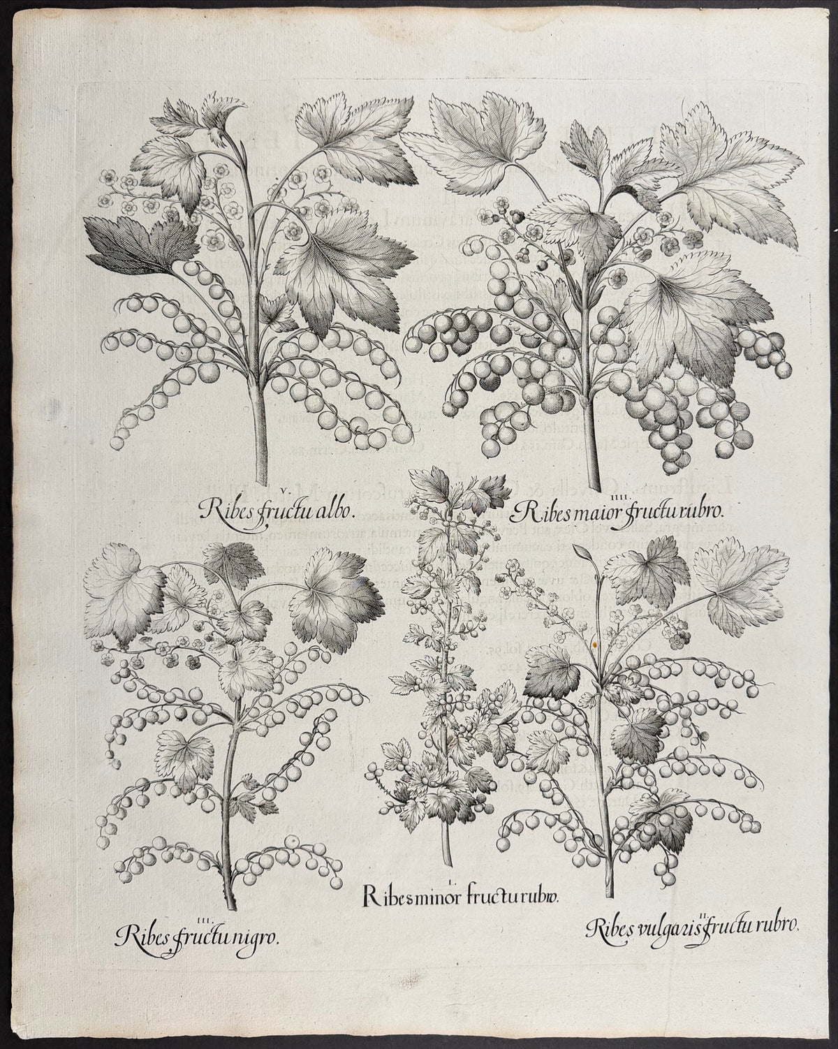 Currant / Gooseberry [Ribes]