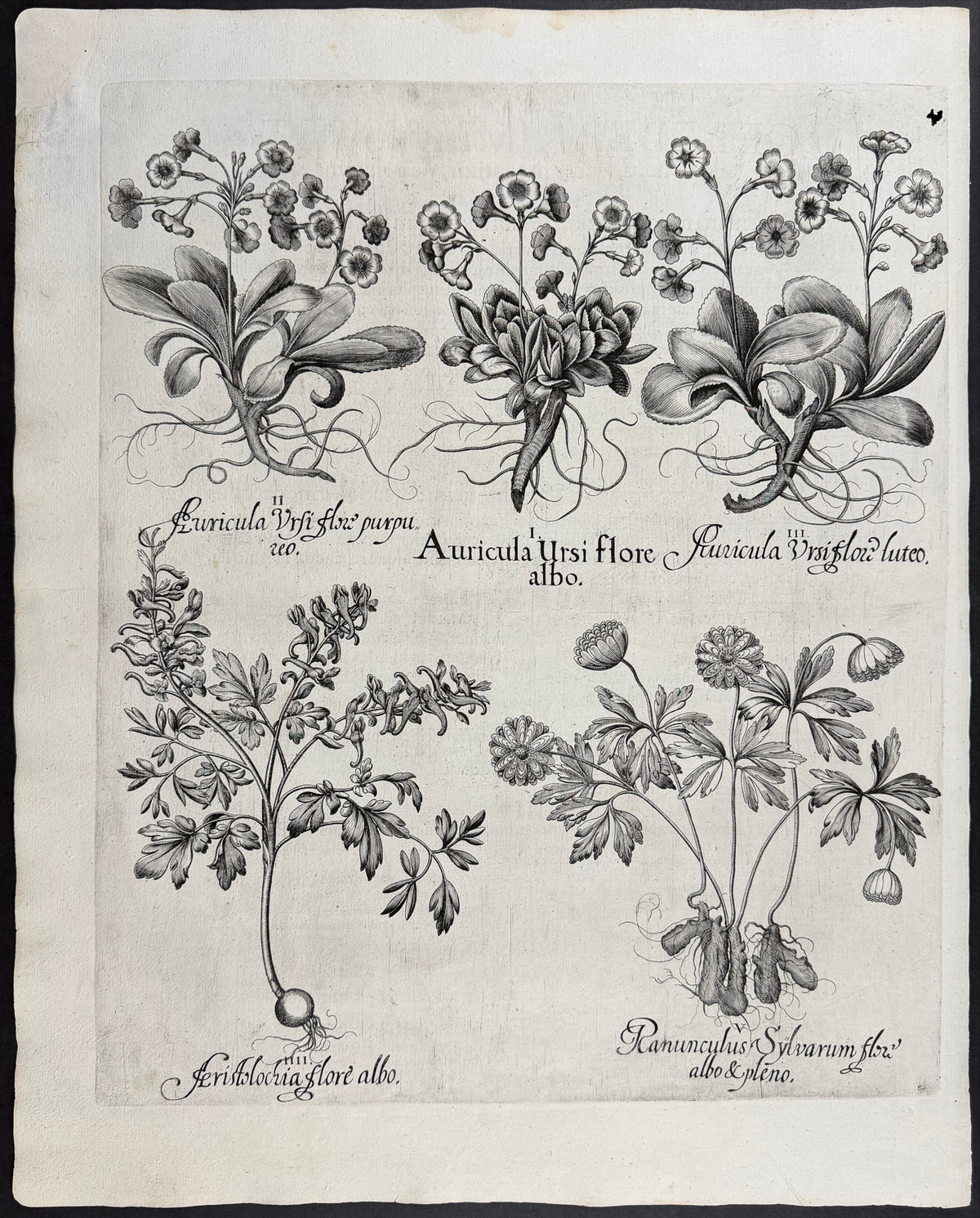 Auricula [Auricula]; Birthwort [Aeristolochia]; Buttercup [Ranunculus]