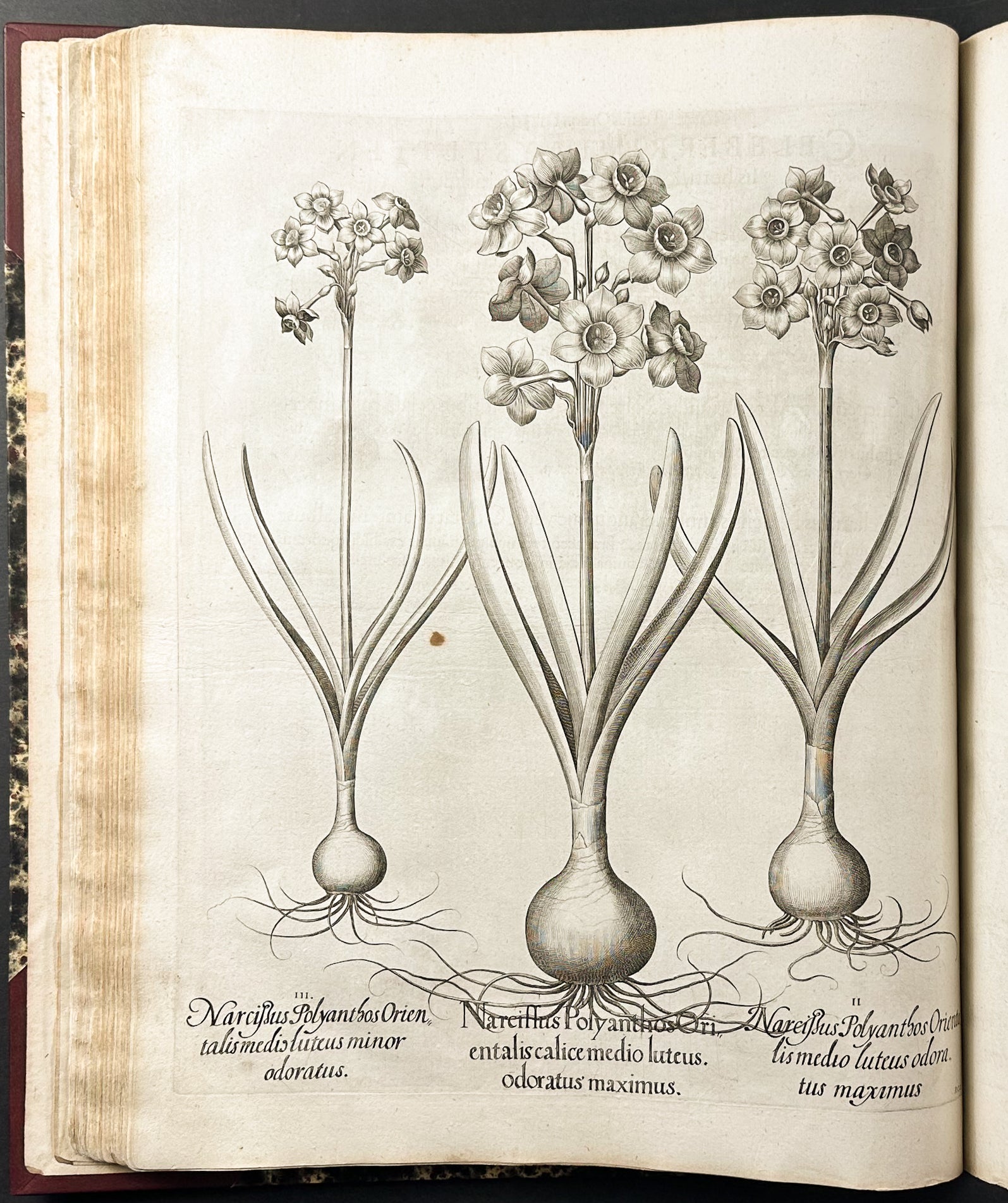 Hortus Eystettensis