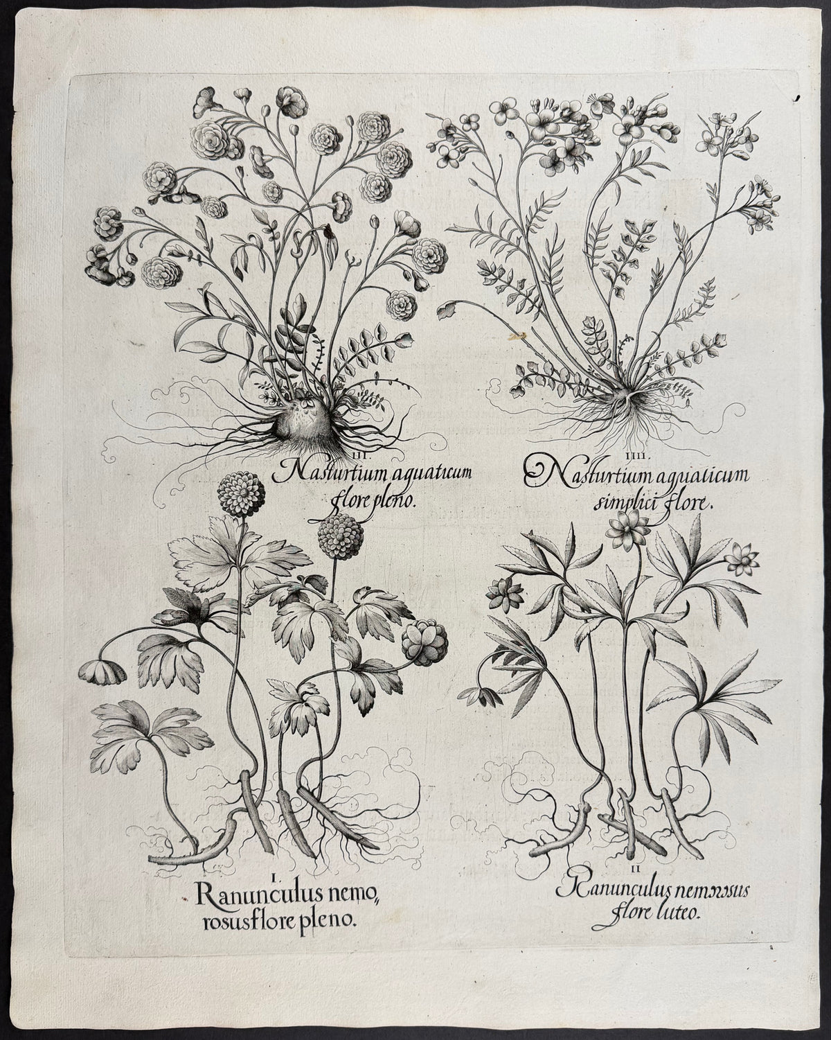 Watercress [Nasturtium]; Buttercup [Ranunculus]