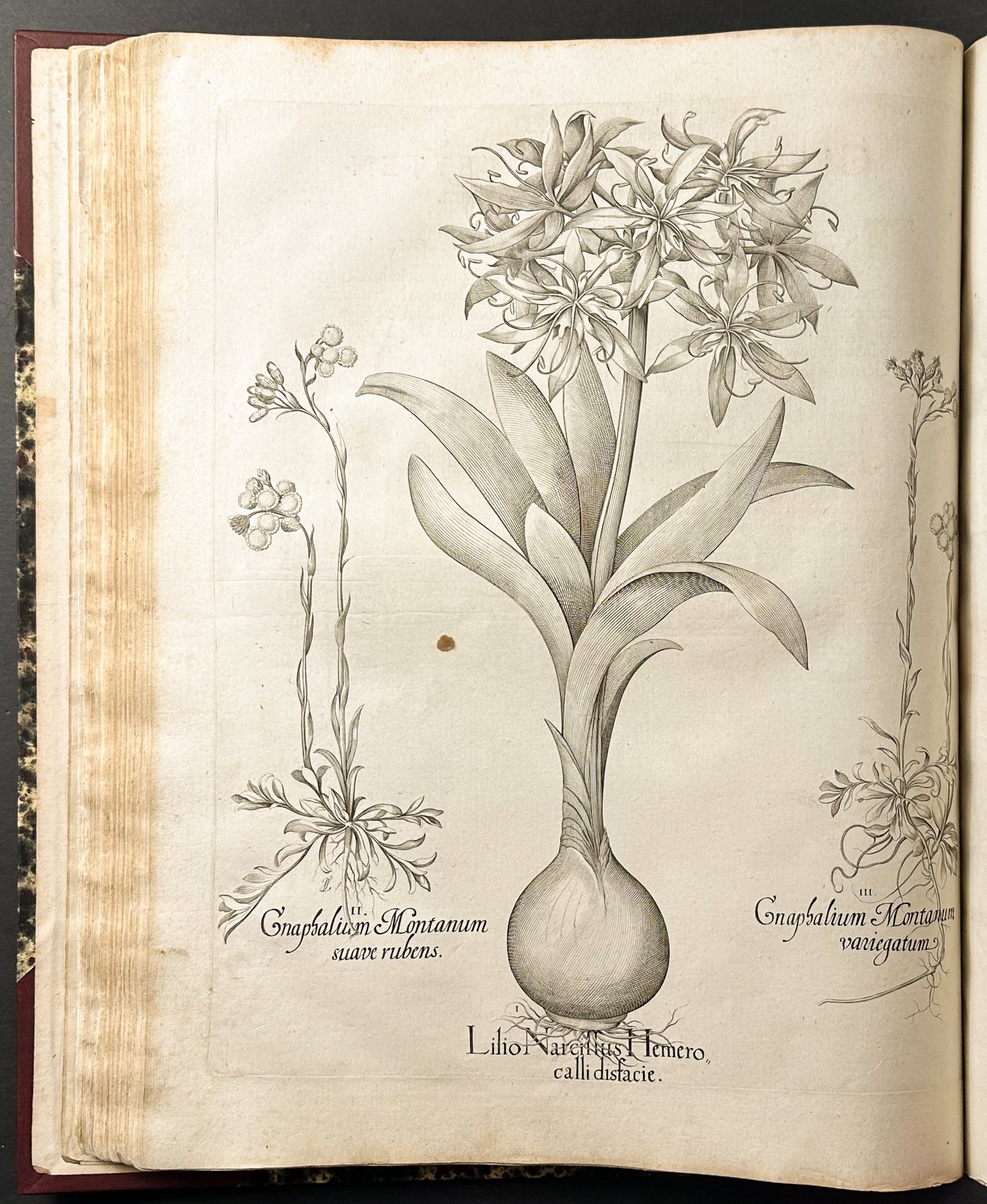 Hortus Eystettensis
