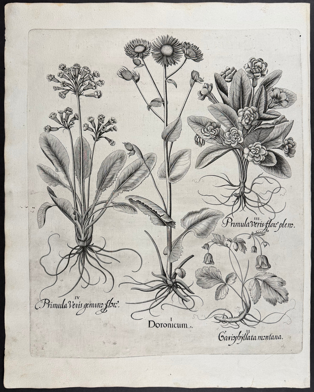 Leopard's Bane [Doronicum]; Primrose [Primula]; Mountain Avens [Gariophyllata montana]