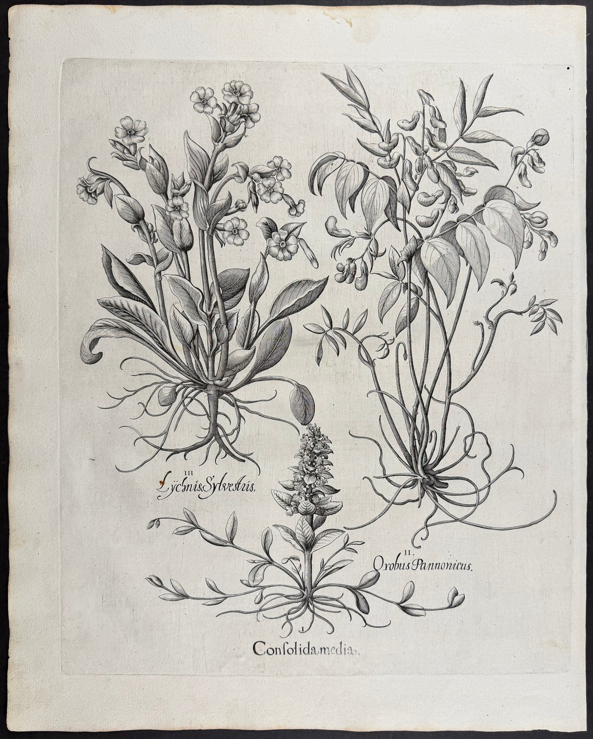 Red Campion [Lychnis sylvestris]; Pannonian Vetch [Orobus Pannonicus]; Bugle [Consolida media]