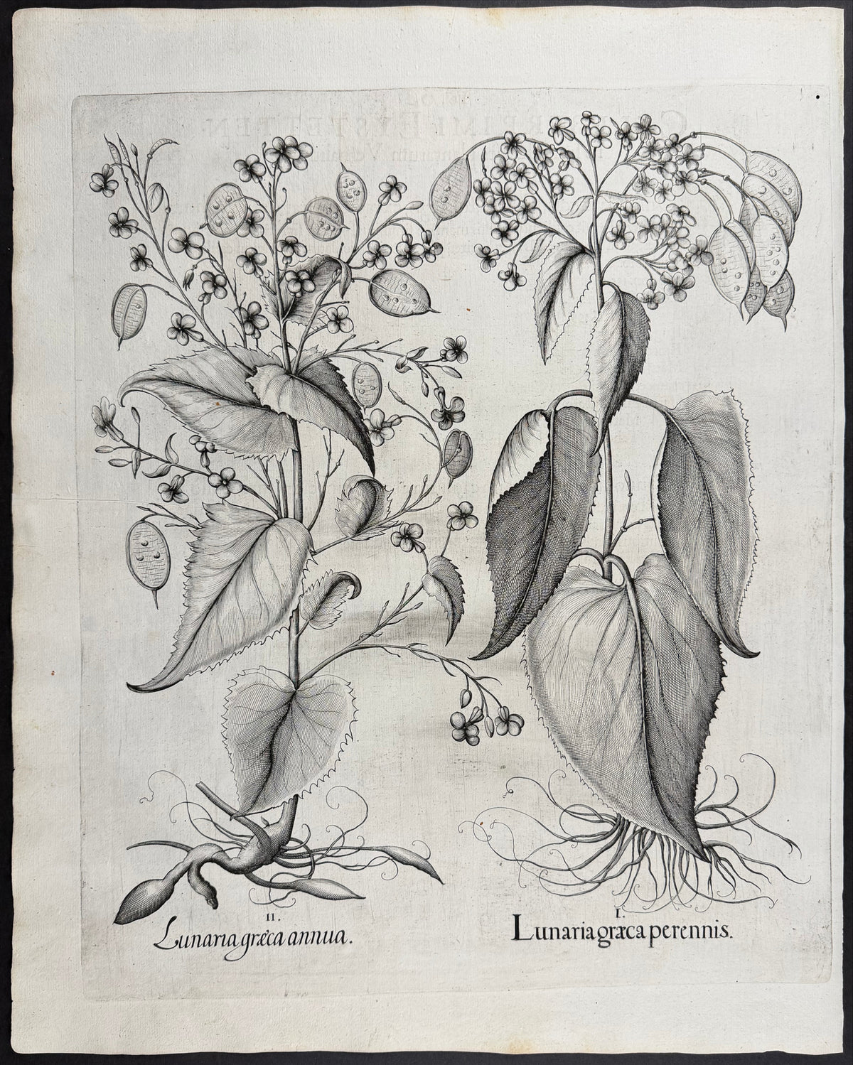 Greek Honesty [Lunaria graeca]