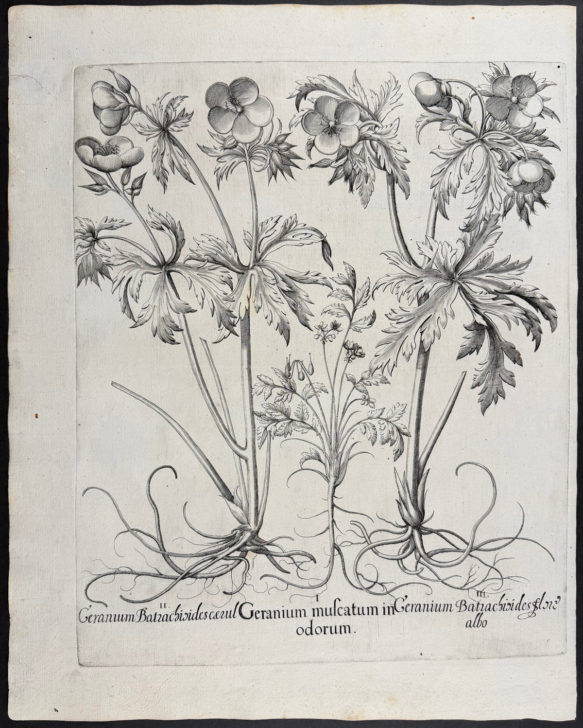 Meadow Cranesbill [Geranium Batrachioides]; Musk Cranesbill [Geranium muscatum]